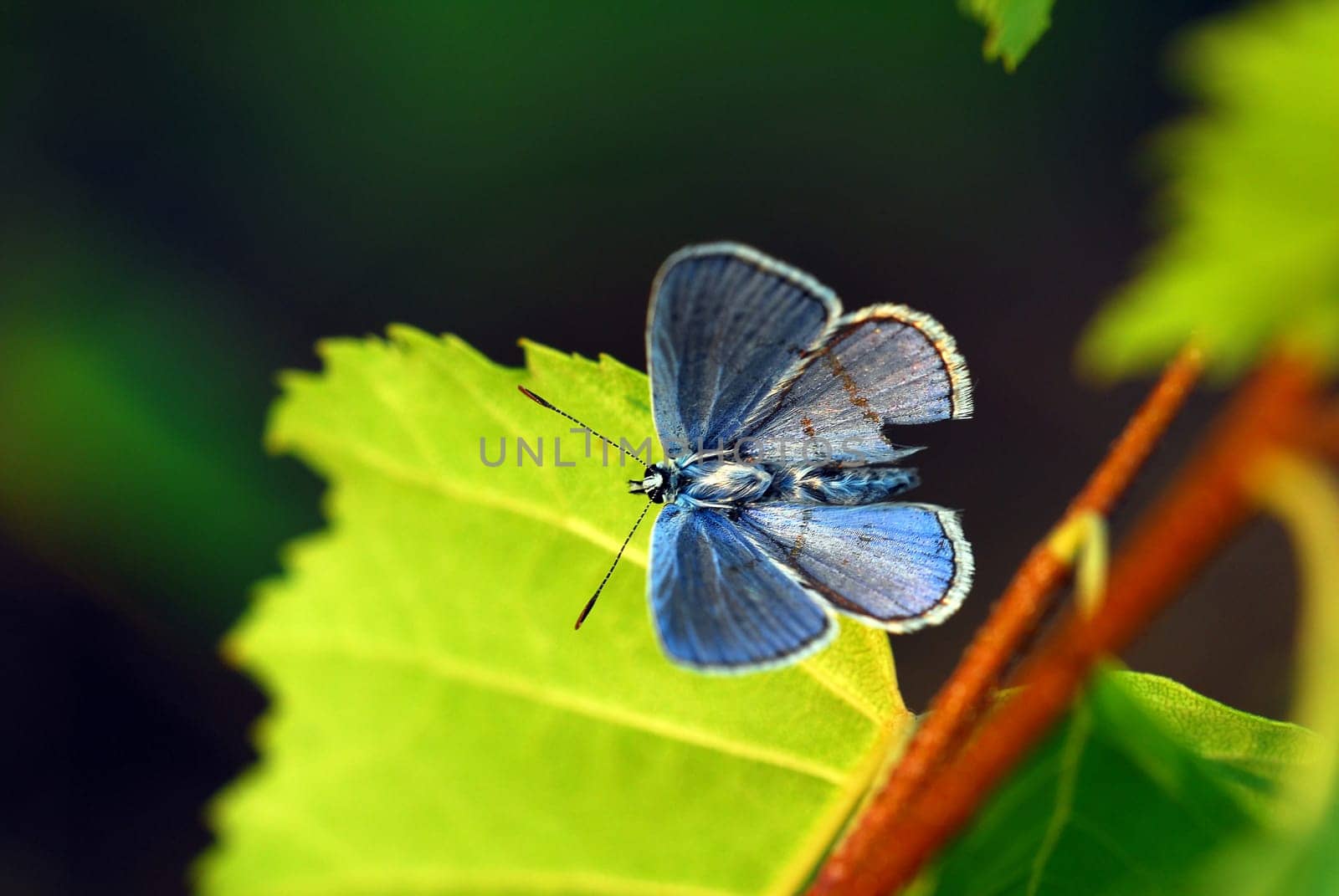 blue 4