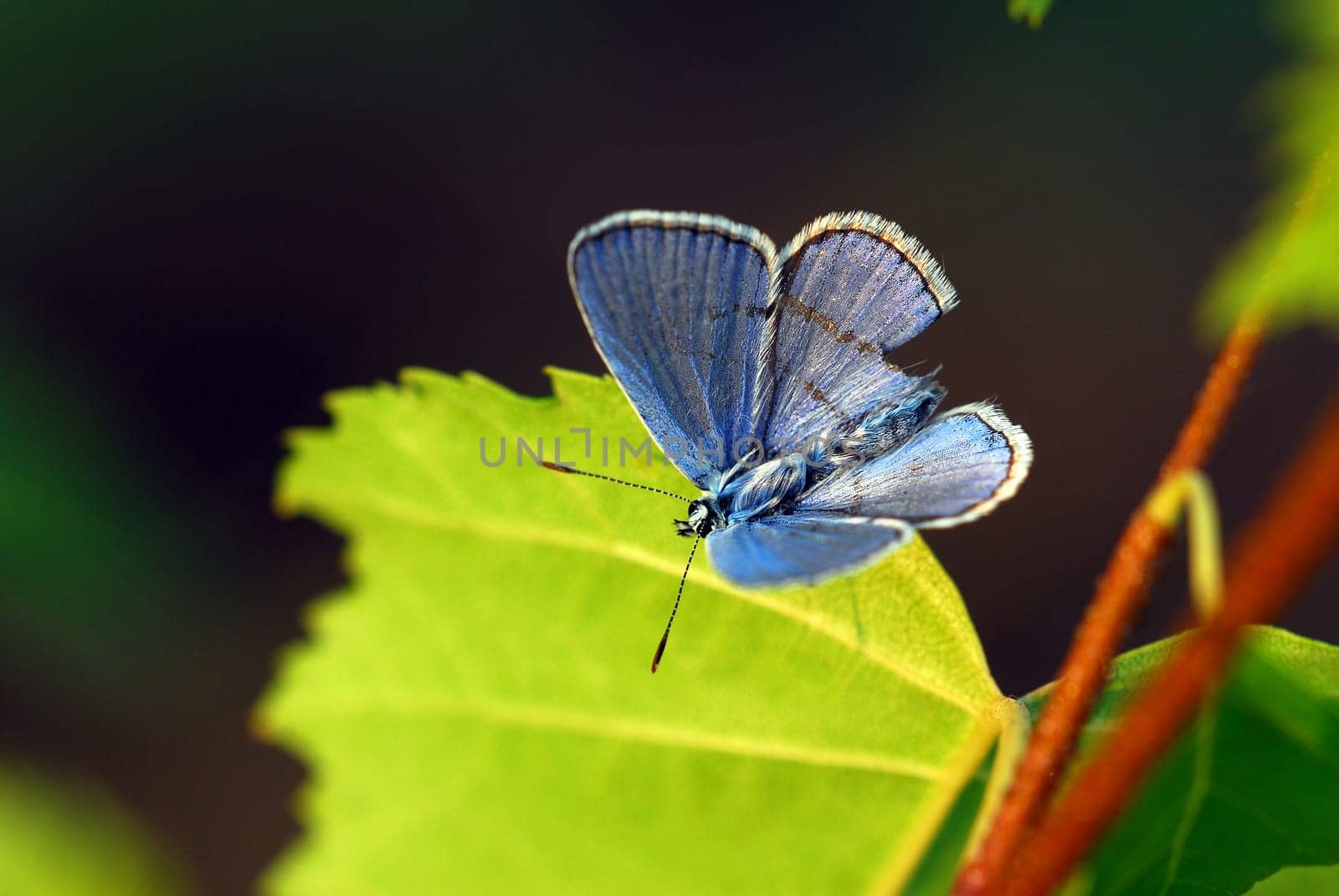 blue 3