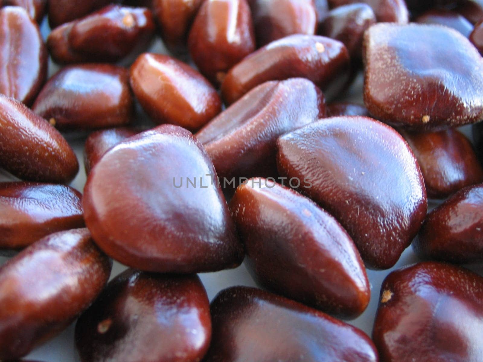 Tamarinds are 5-20cm long,finger-thick,grey-brown to cinnamon-coloured and a little curved. Beneath the breakable skin is brownish to black-reddish pulp,which is embedded in dark,10mm large seeds.  The fruit is native to the