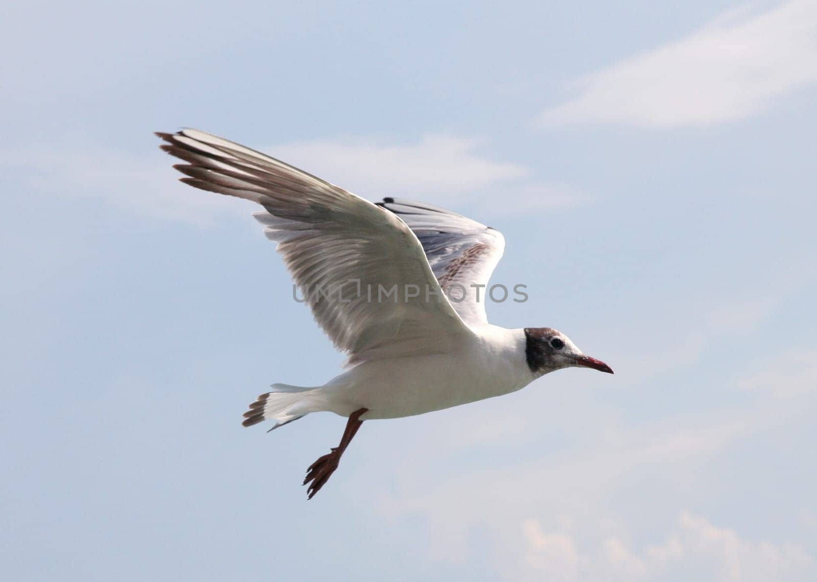 Gull