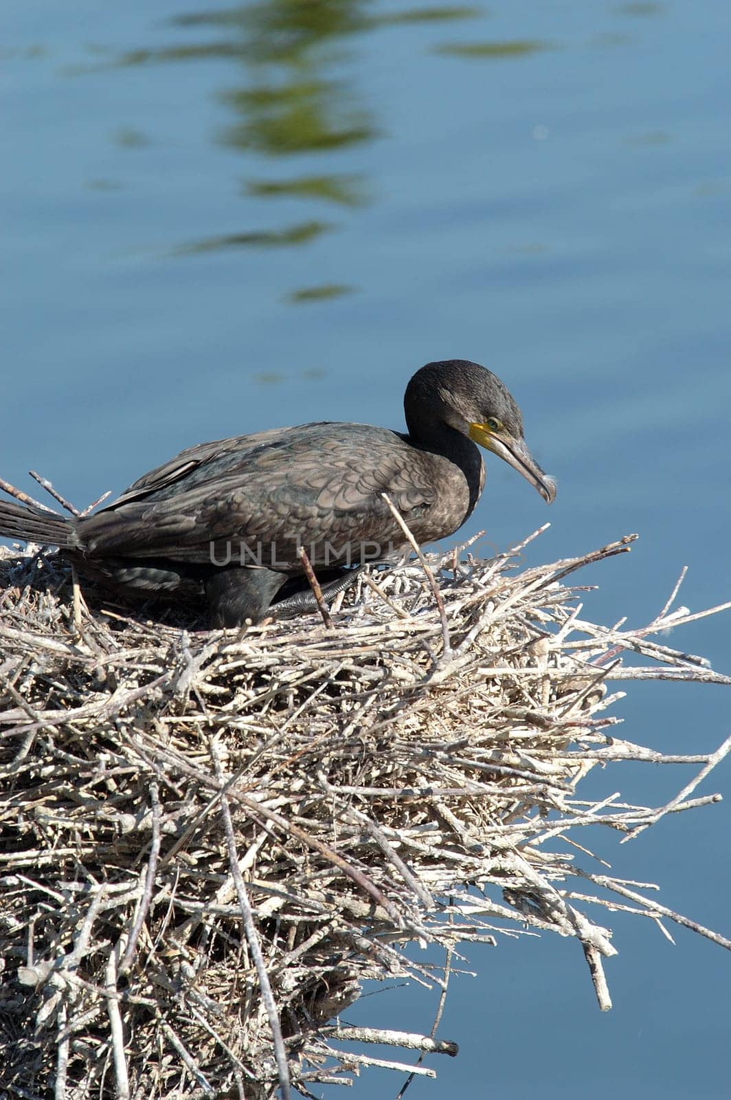 Cormorant 01