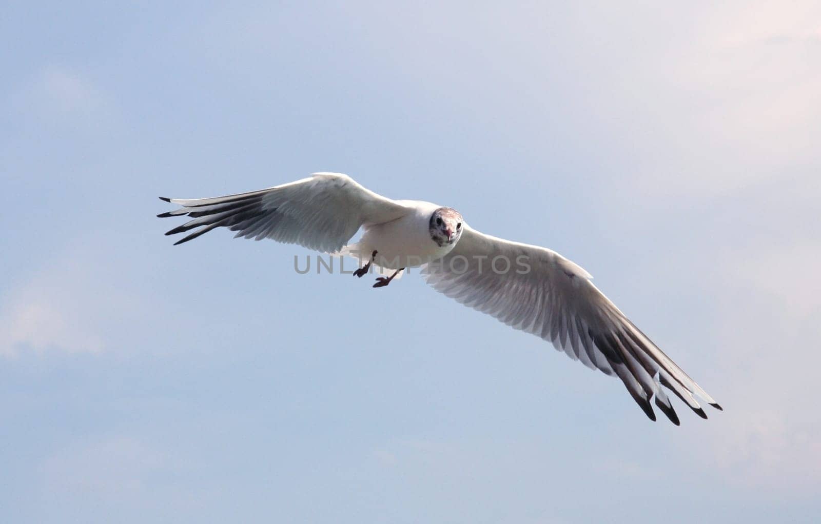 Gull