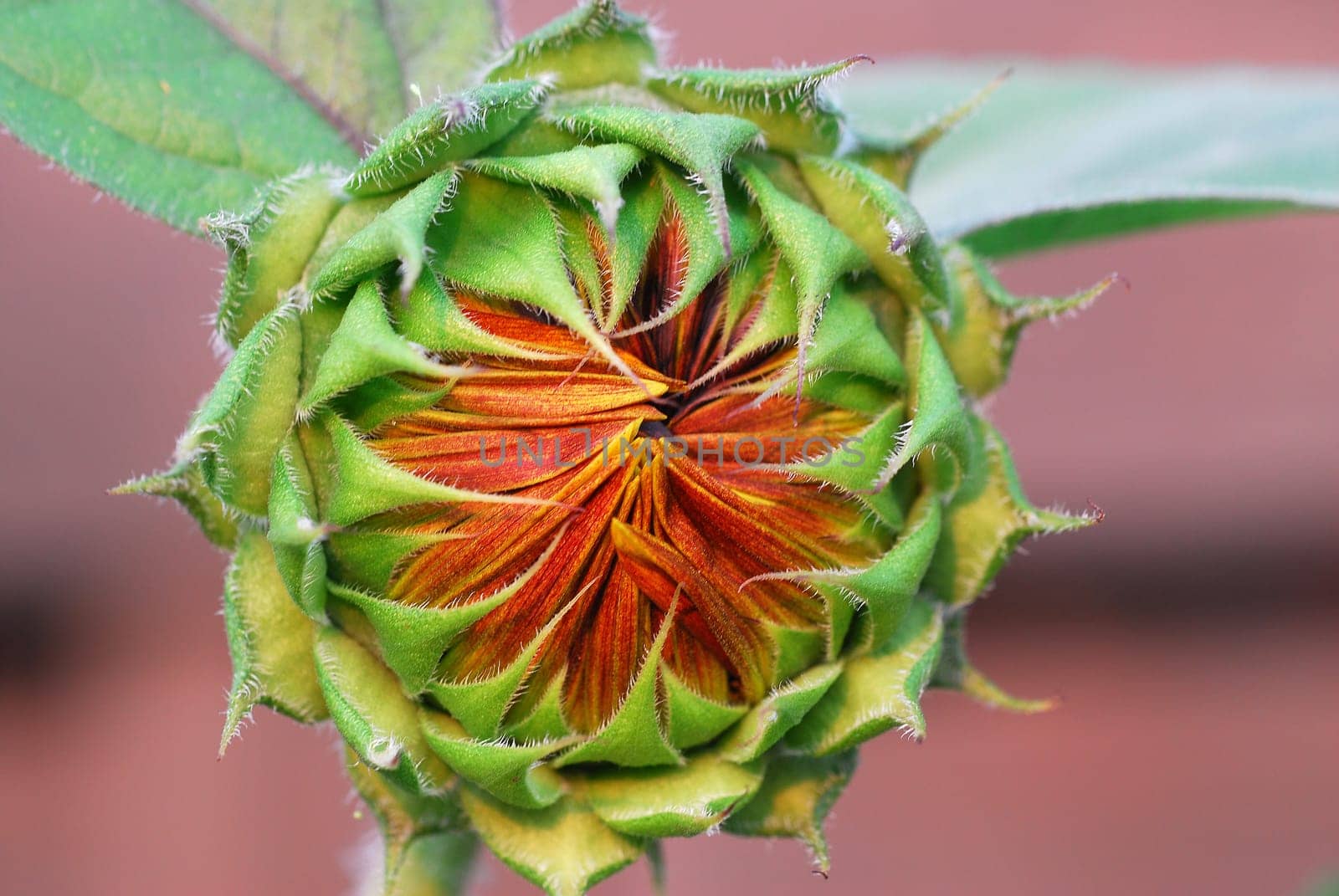 Sunflower 2