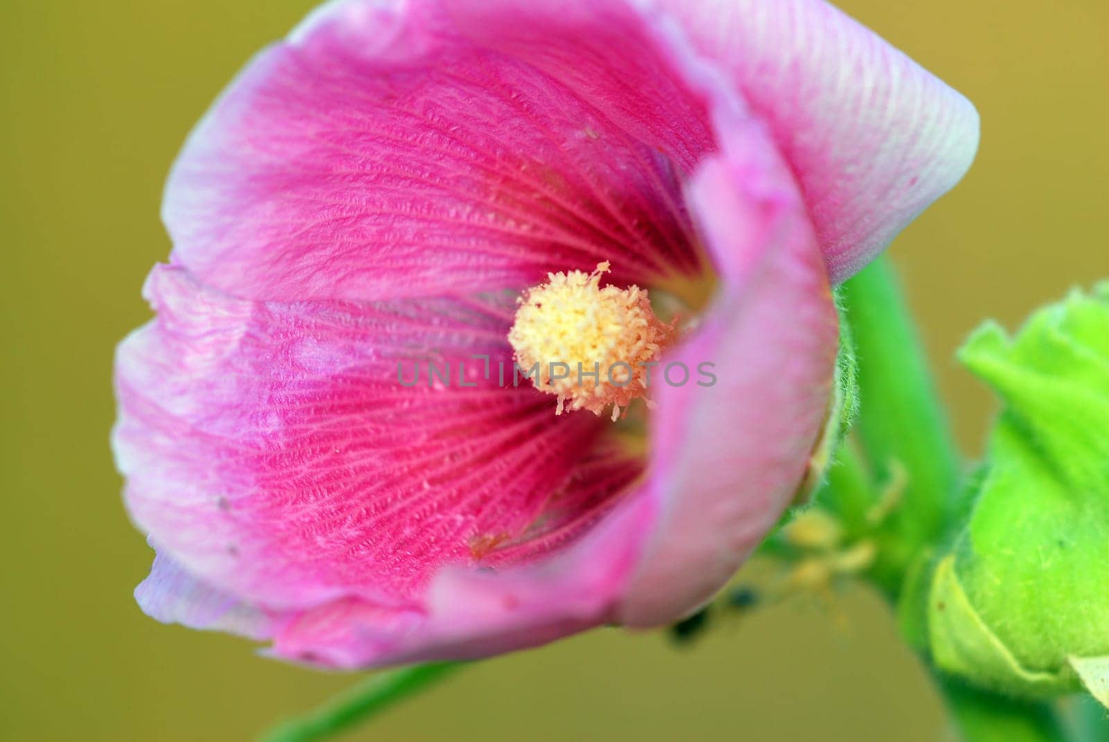 Hollyhock 1