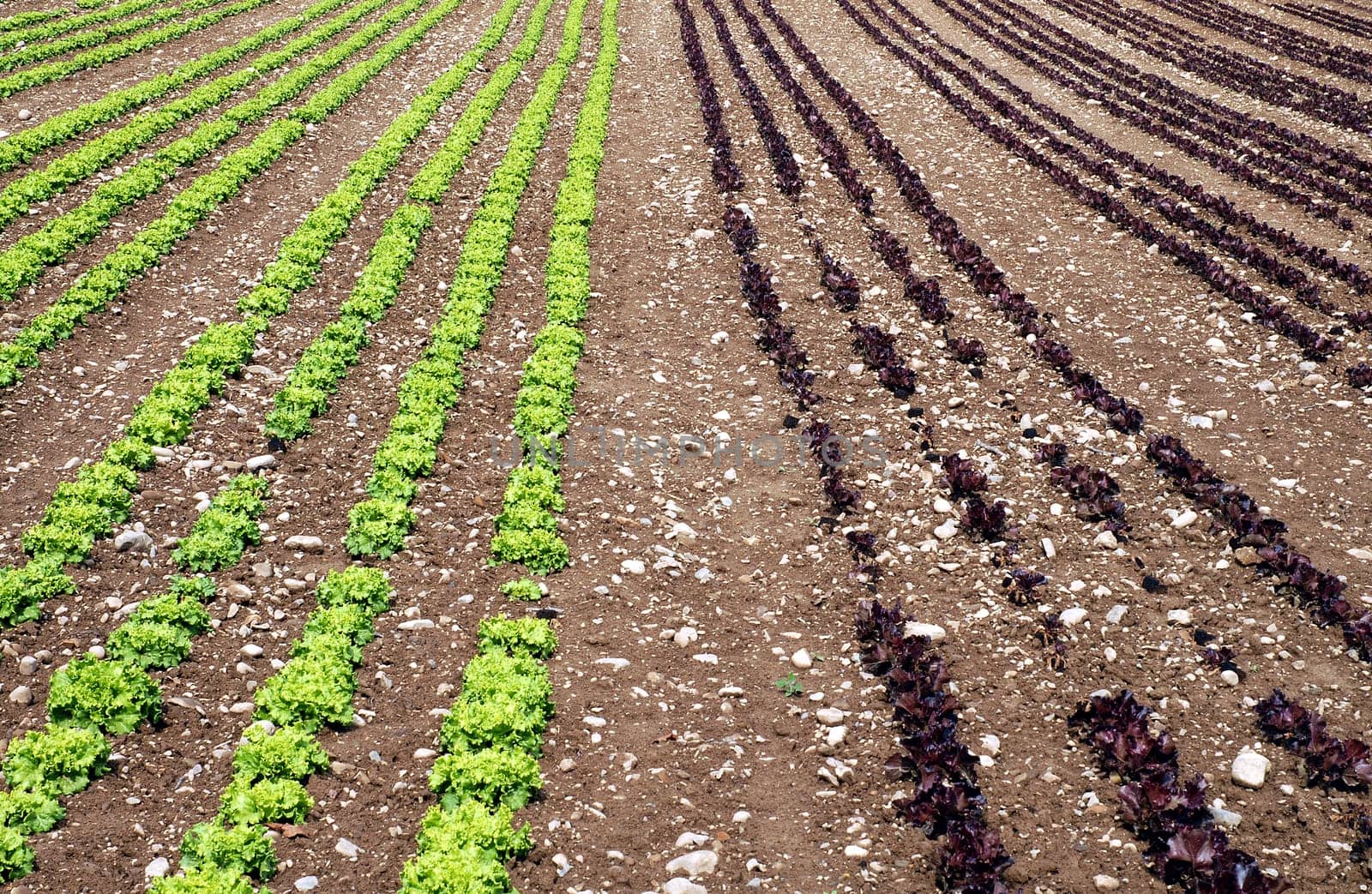 there we have the salad