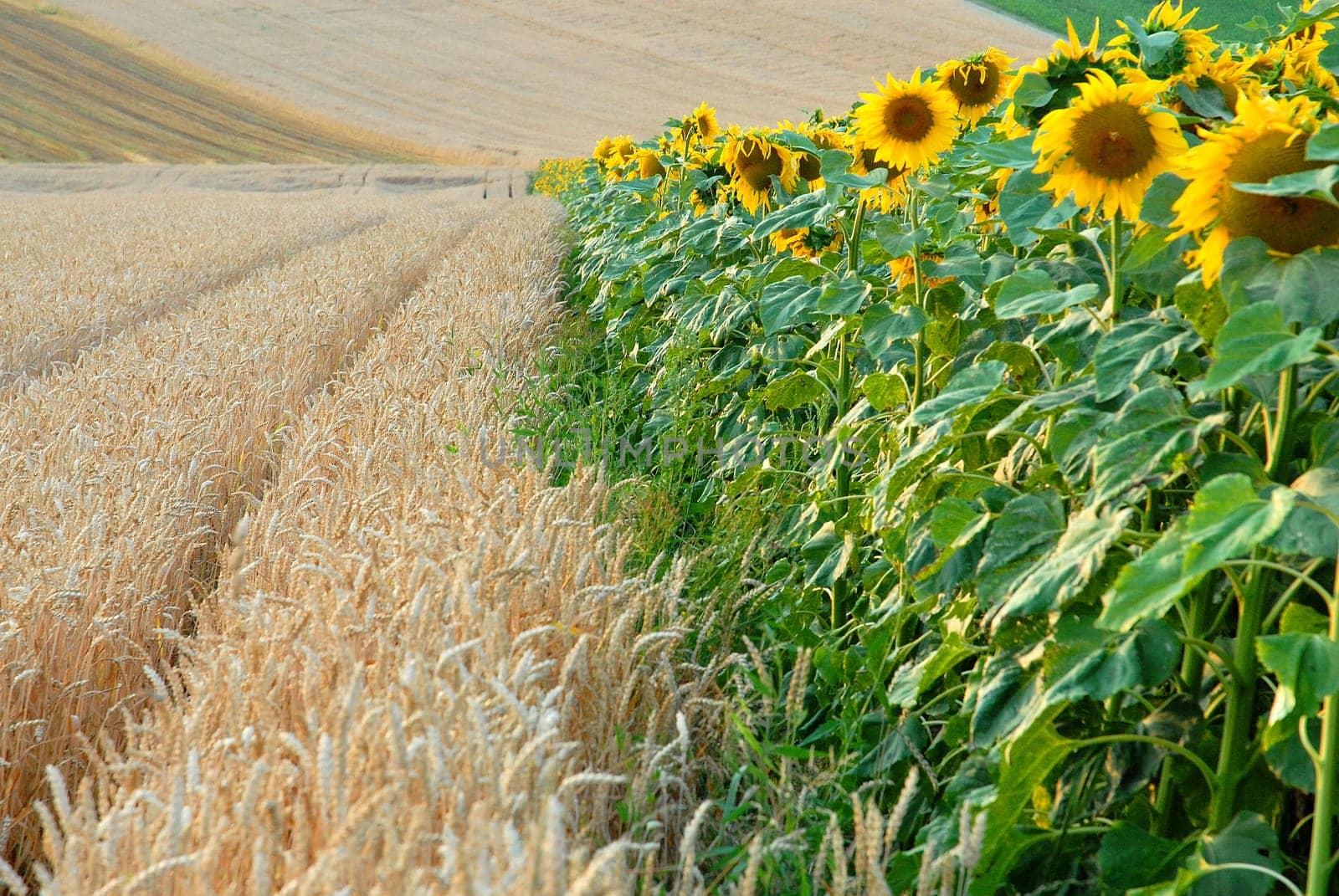where the flour meets the oil