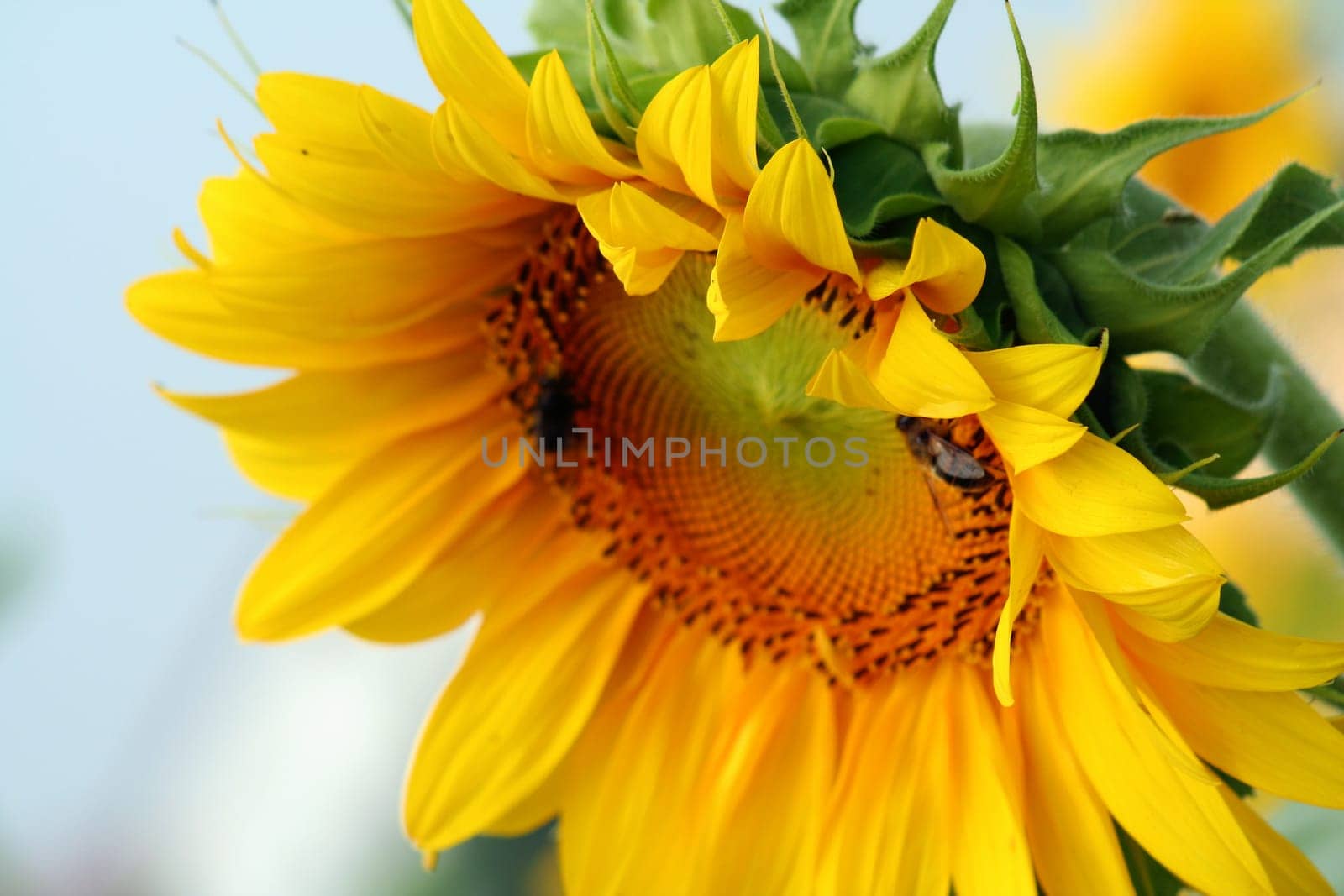 facing the sun
