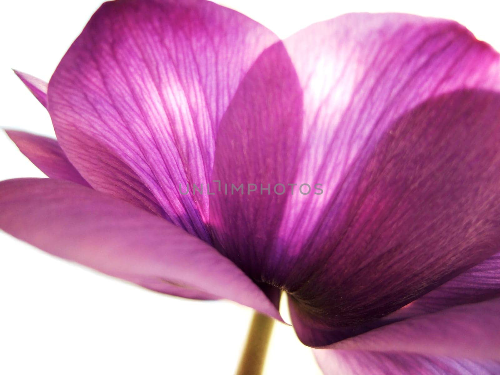 Anemone 1