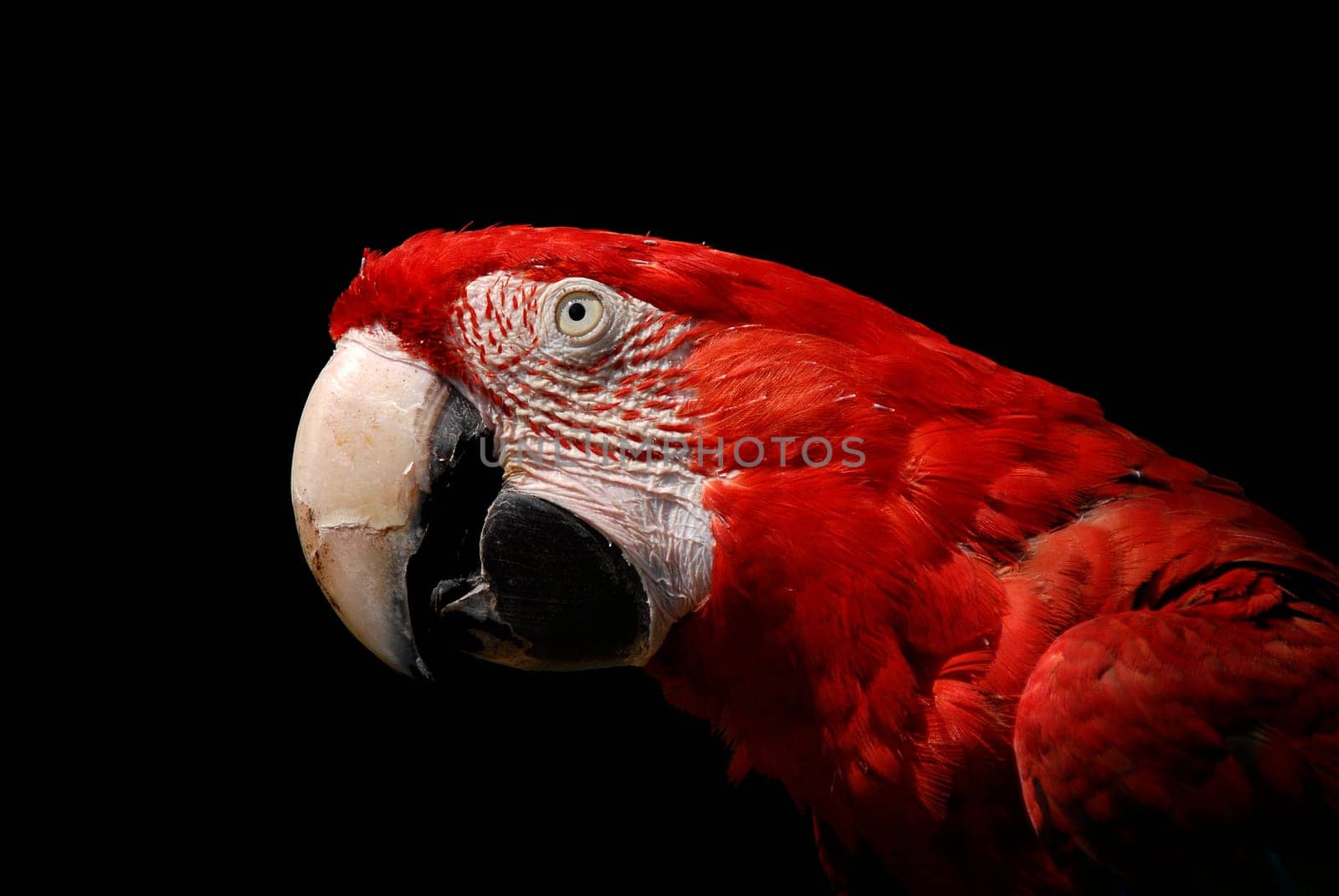 Red macaw