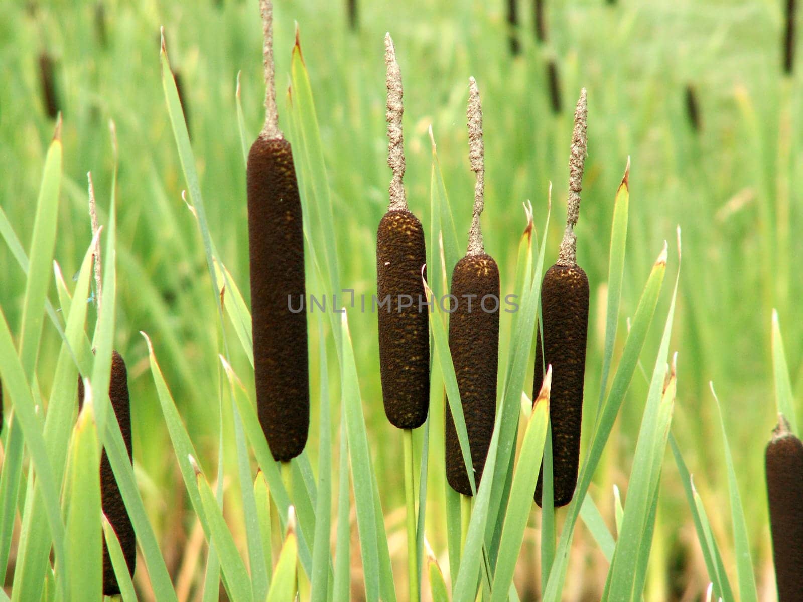 Cattail