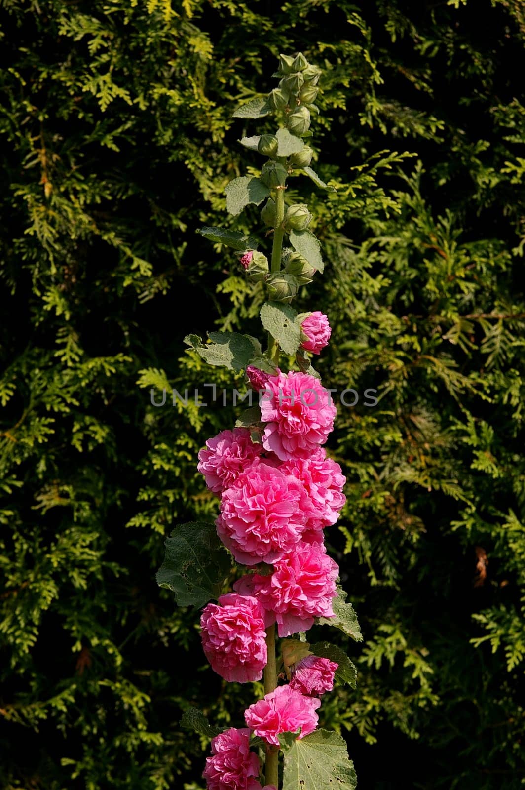 Hollyhock