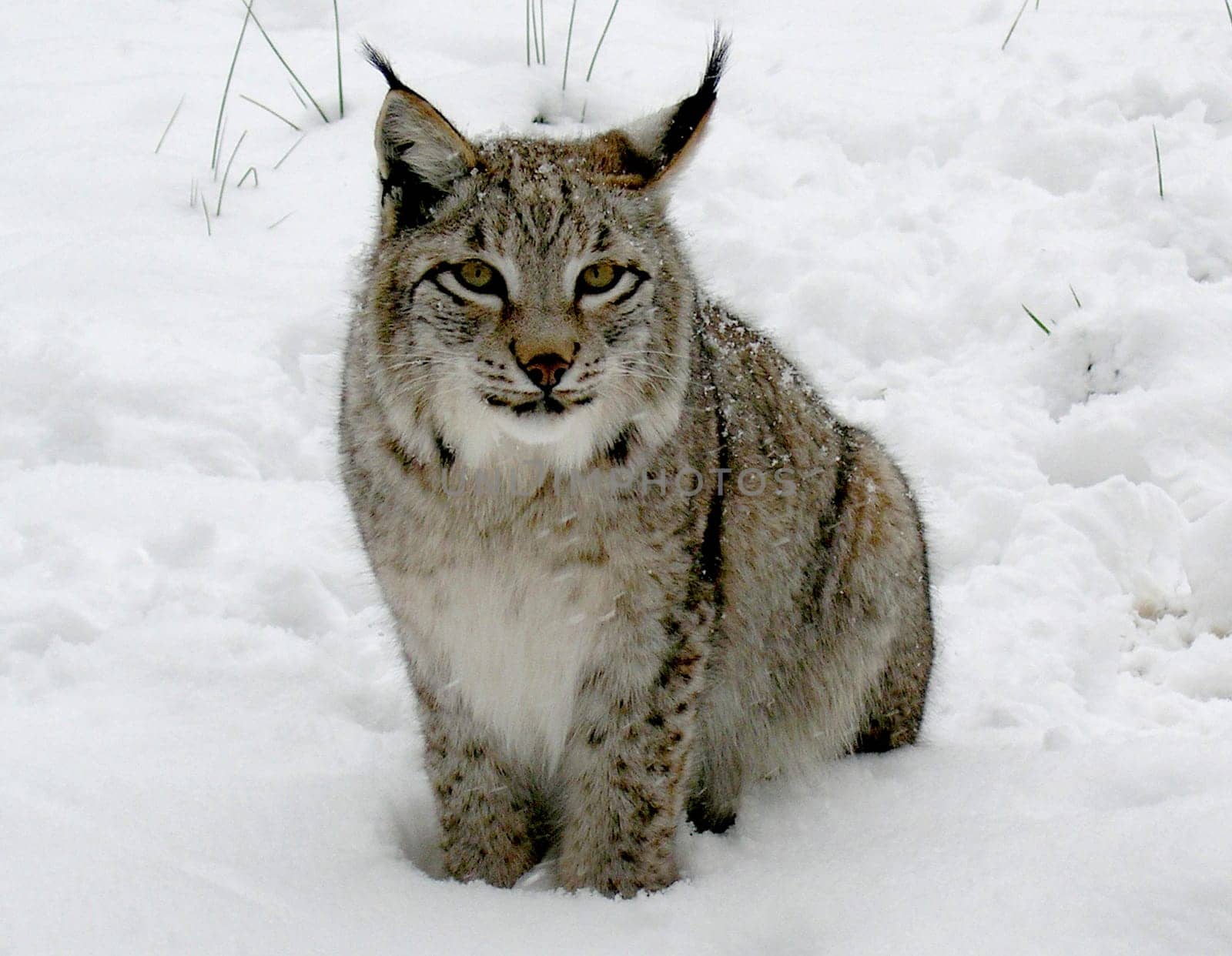 At Sababurg Zoo
