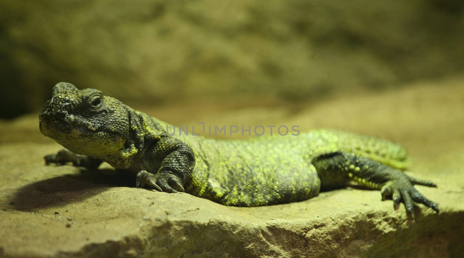 Variable spiny-tailed dragon (Uromastyx acanthinura)