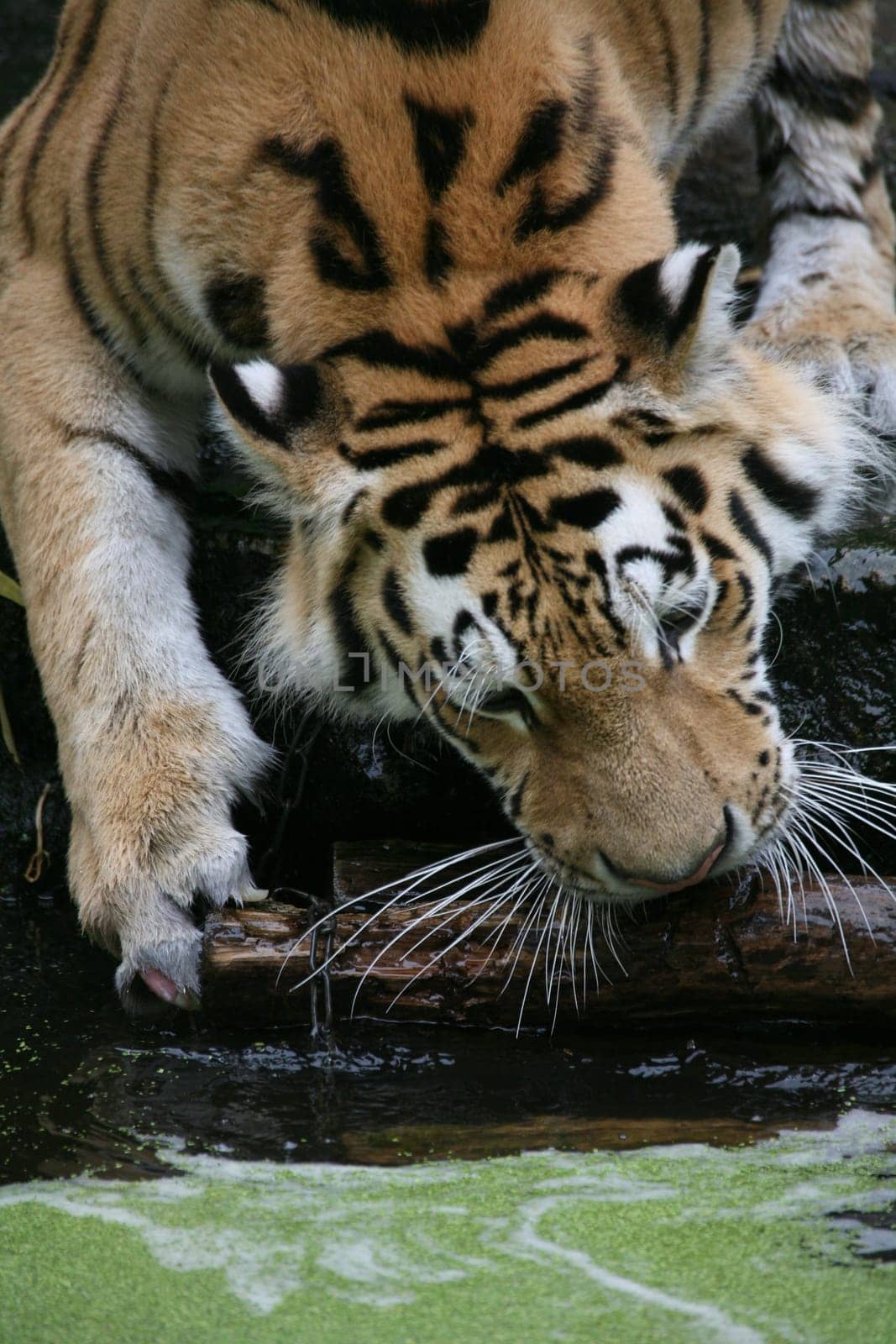 Siberian tiger