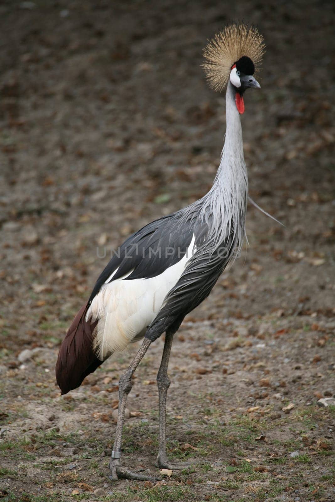 Balearica pavonina