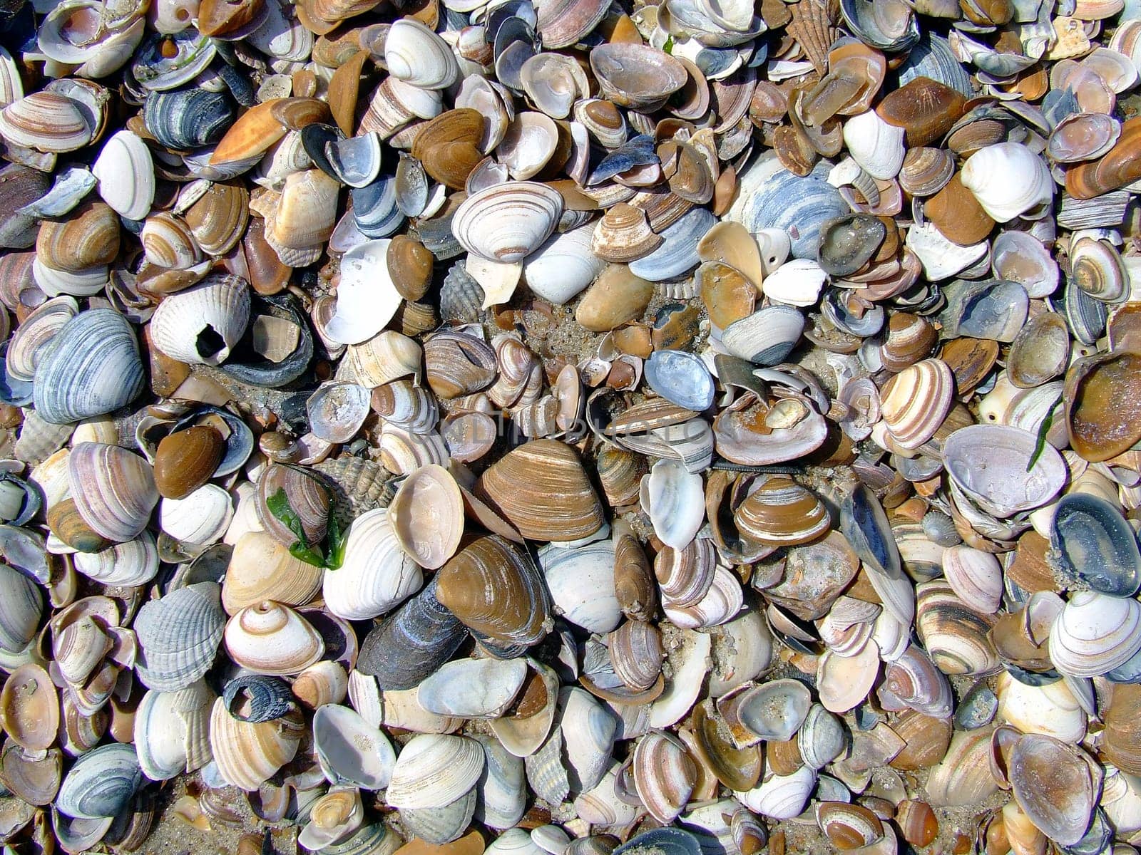 Shell shells