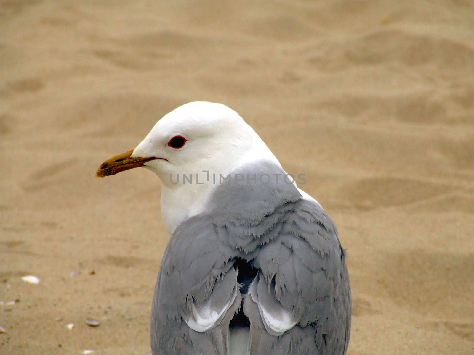 Herring gull