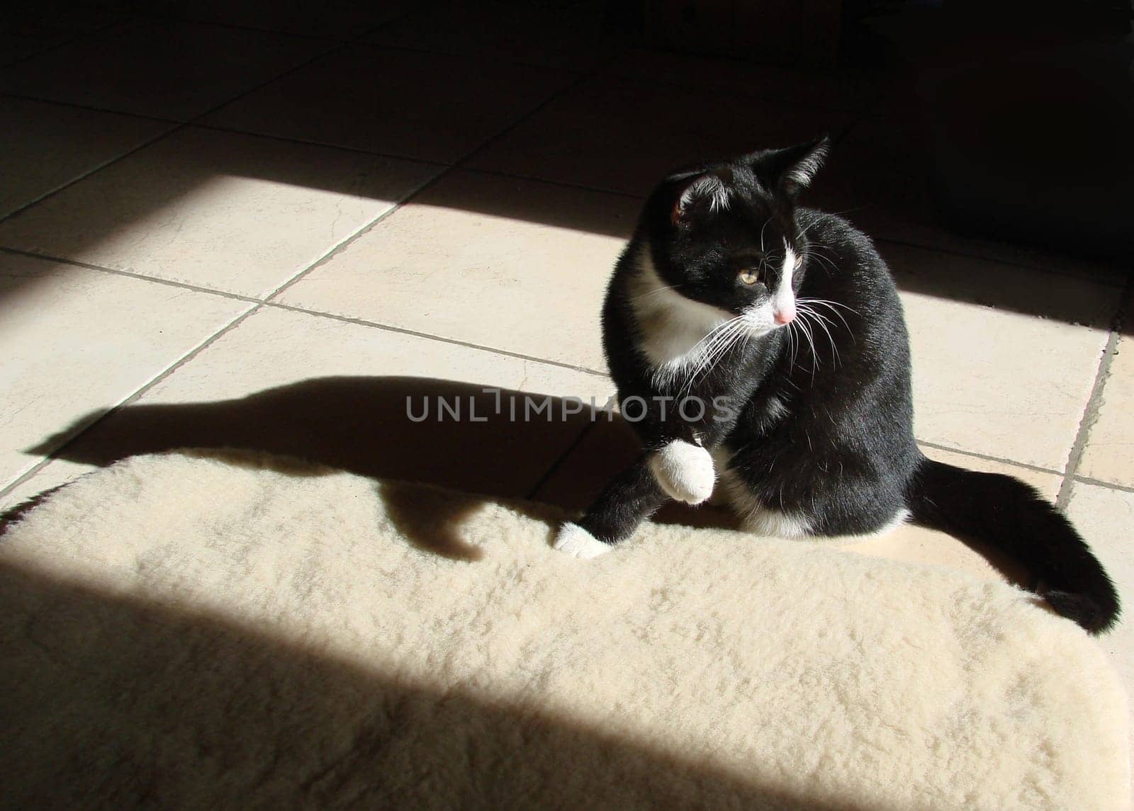 Felix on the first morning in his new home.