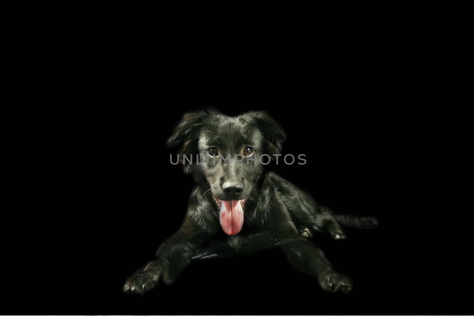 my 5-month-old Lappi / shepherd / colli mixed breed was in the studio for the first time as a model Oh man,I still have a lot to learn in this area,is there anyone nearby where I can go to the "studio"" school ??"