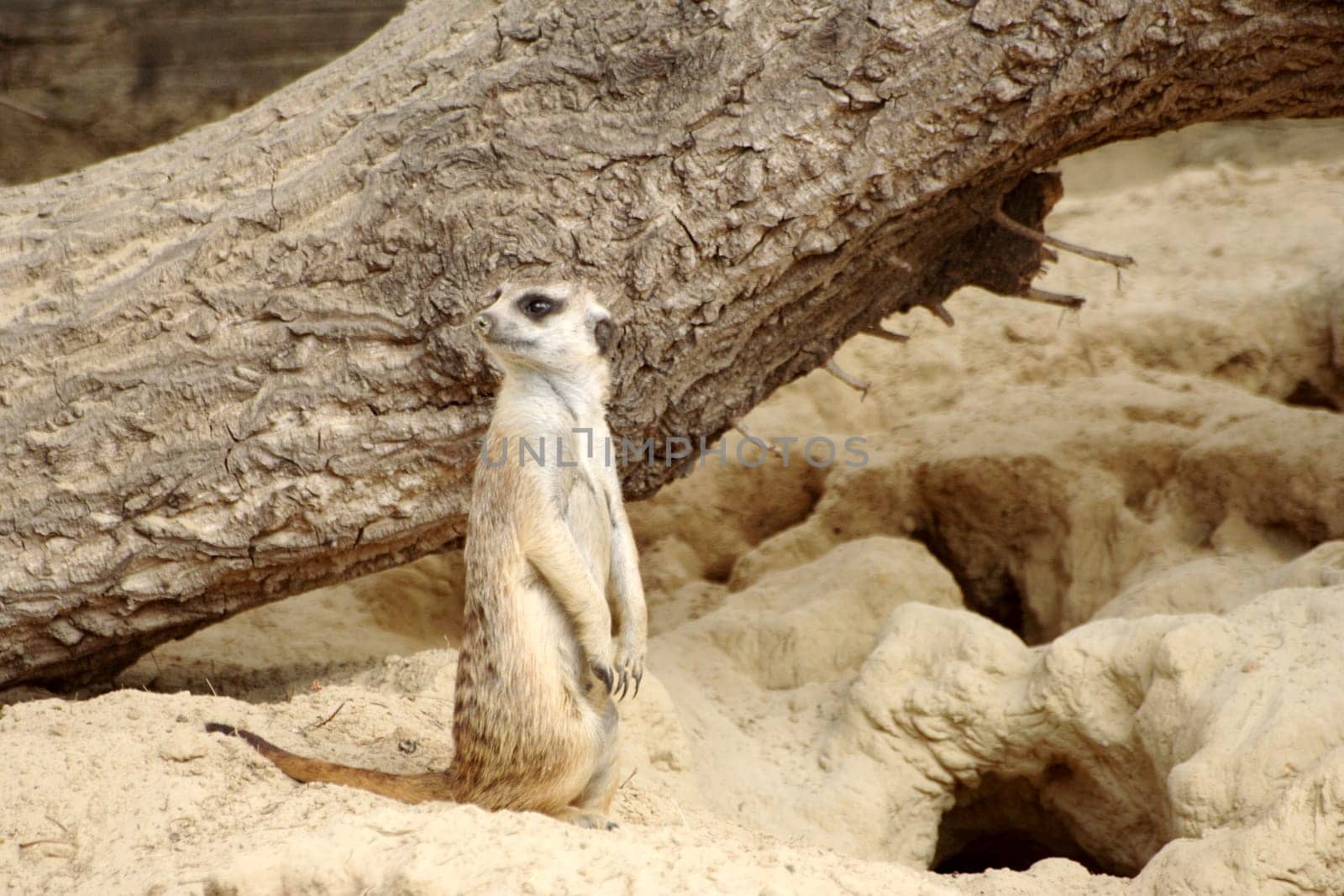 Meerkat Sentry