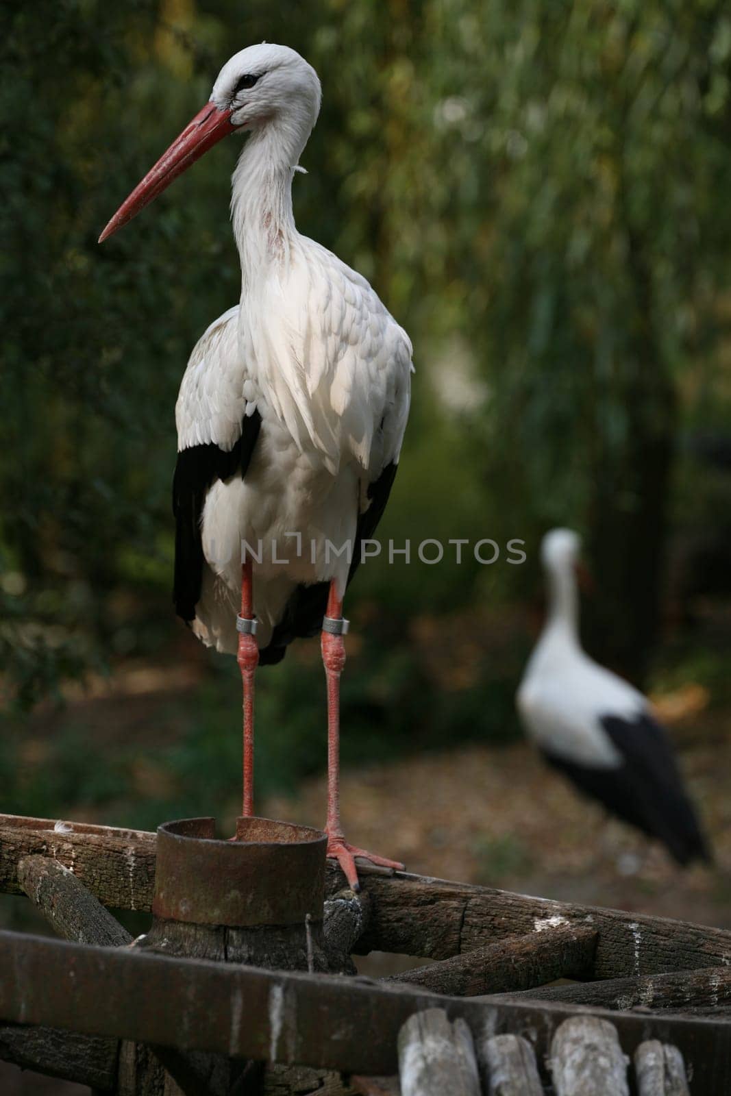 Ciconia ciconia