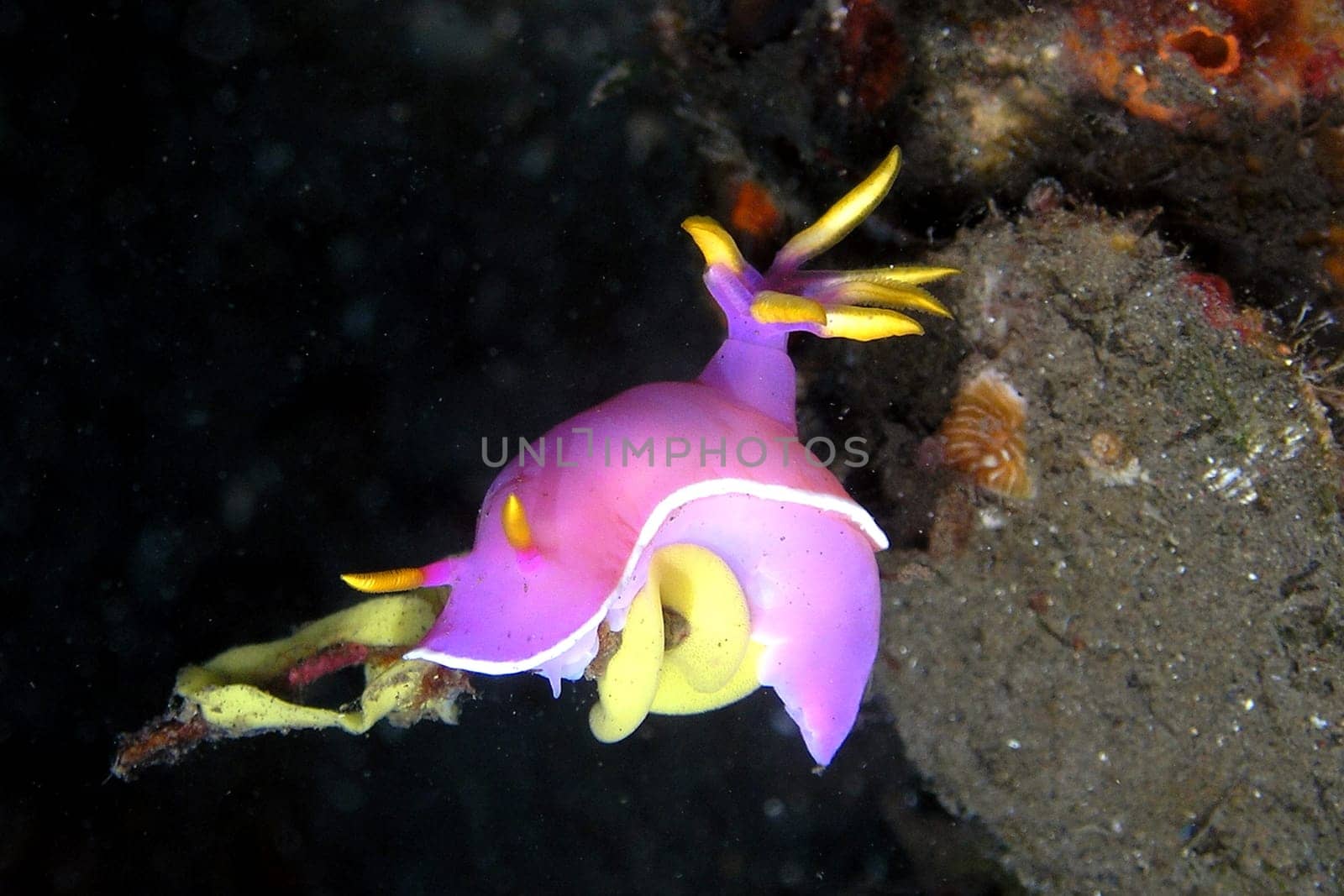Recorded in Bali