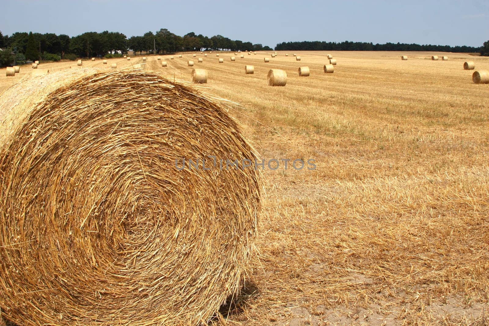 Stubble field