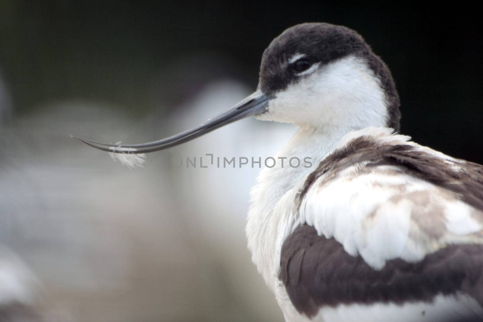 Crooked beak