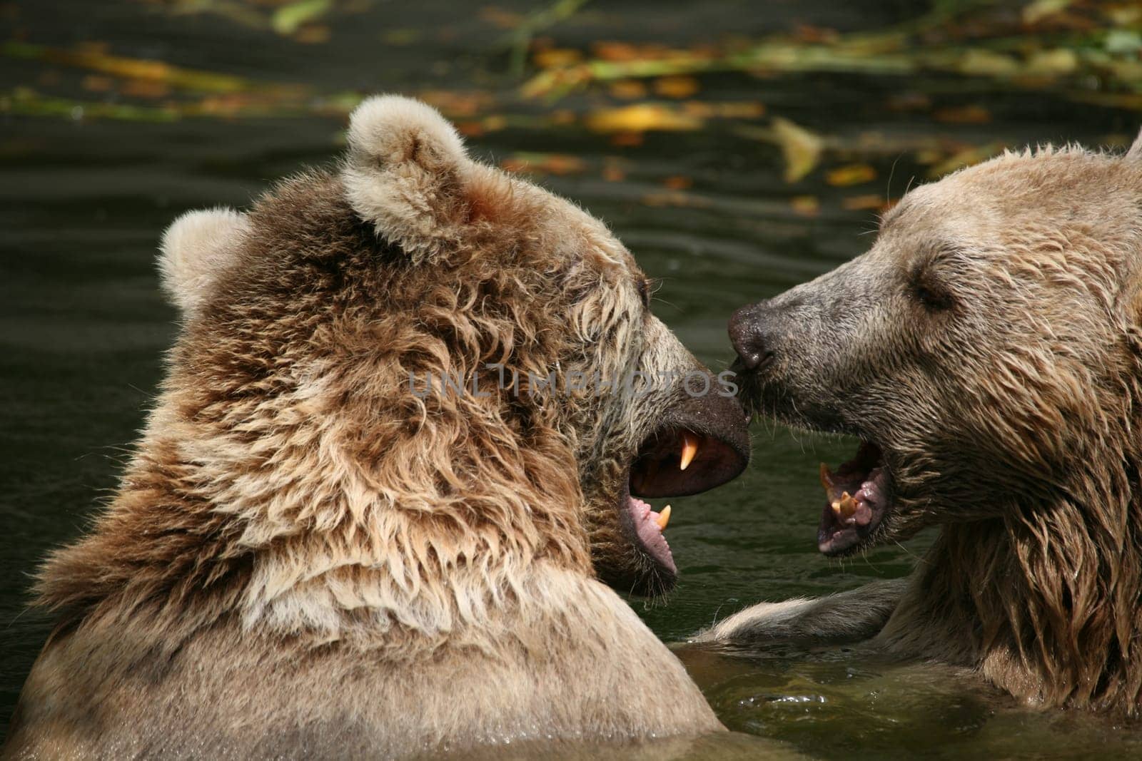 Syrian brown bears in the water