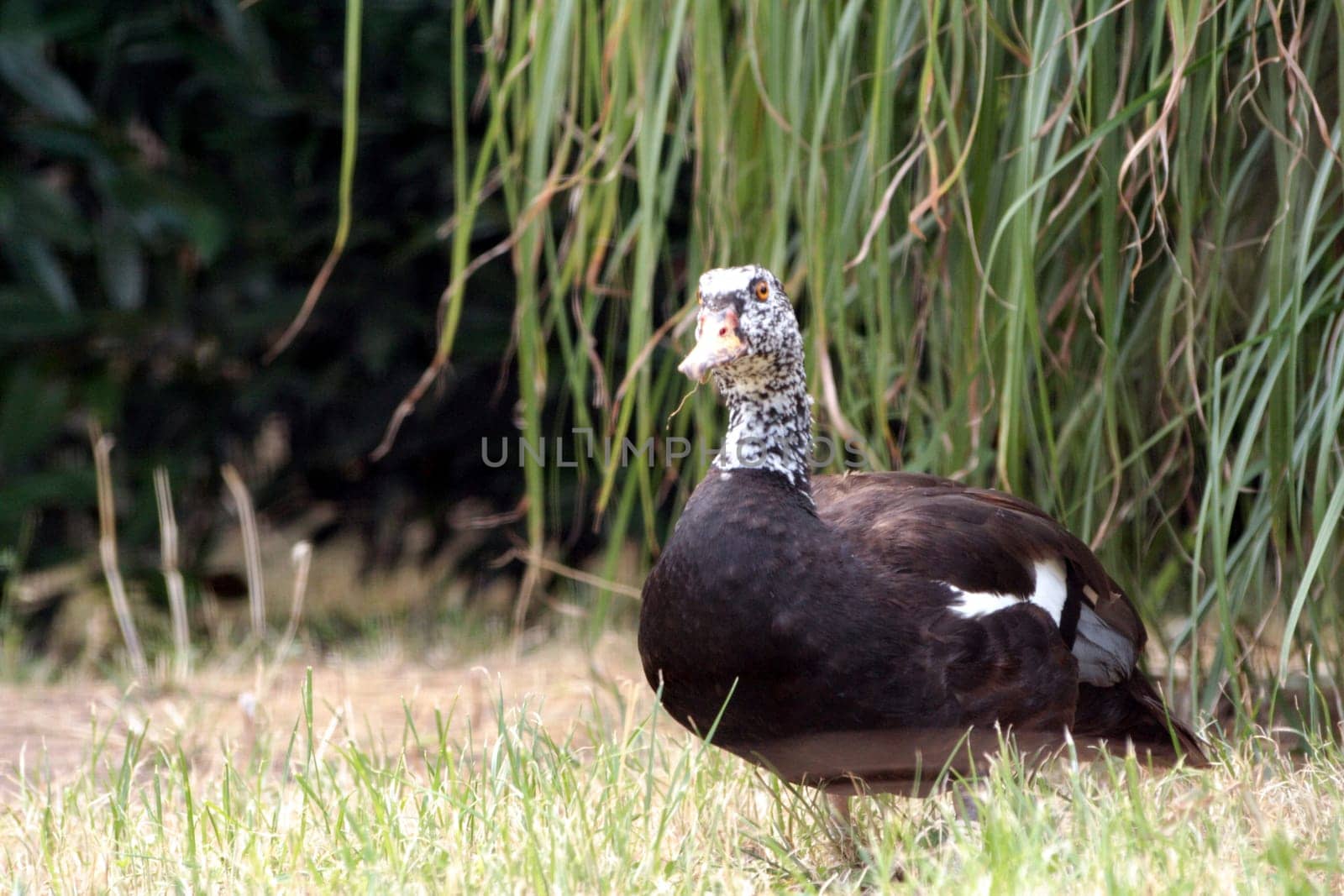 It is a subspecies of the duck. Unfortunately,I don't know exactly which duck it is. Can anyone help?