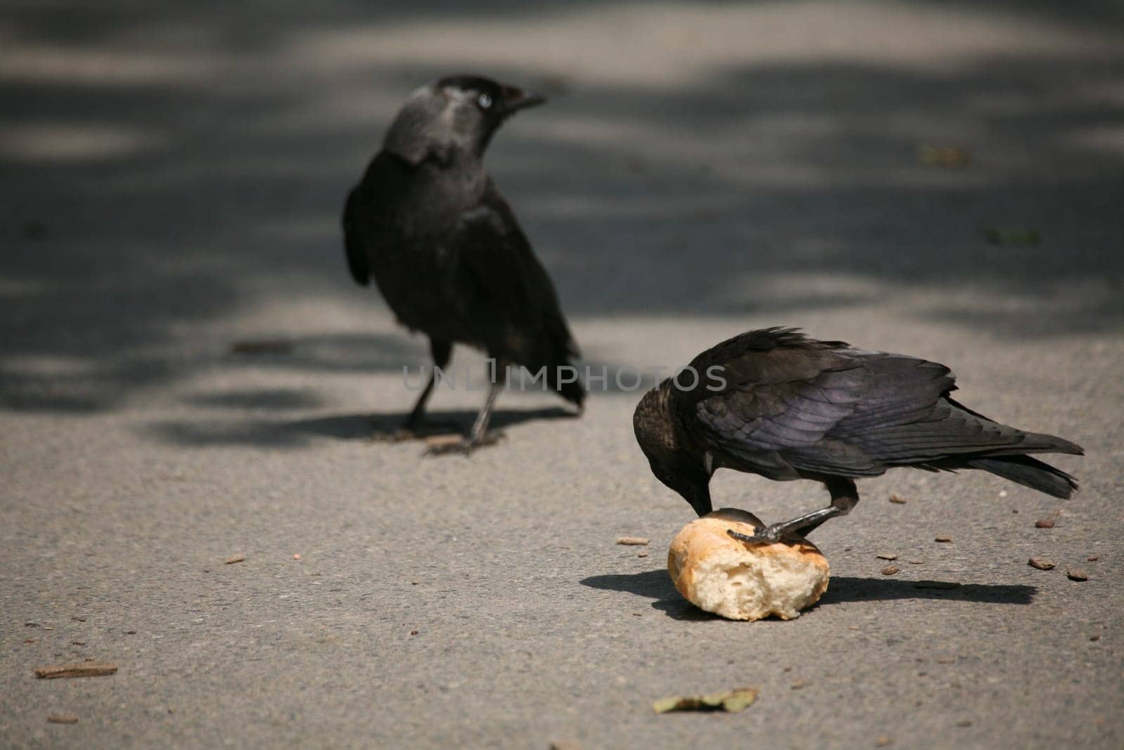 Jackdaw with captured bread roll