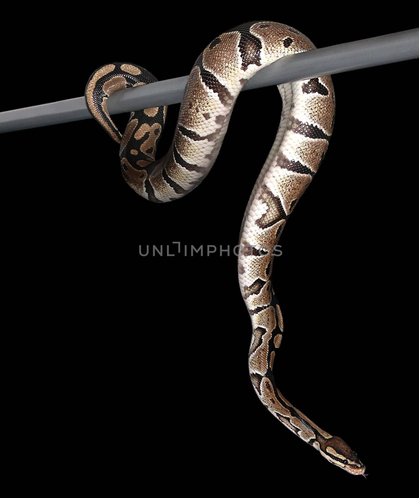 Boa Constrictor