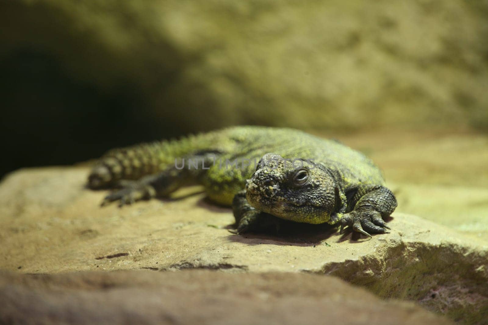Spiny-tailed lizard