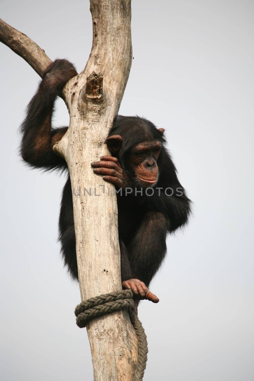 Chimpanzee on a tree