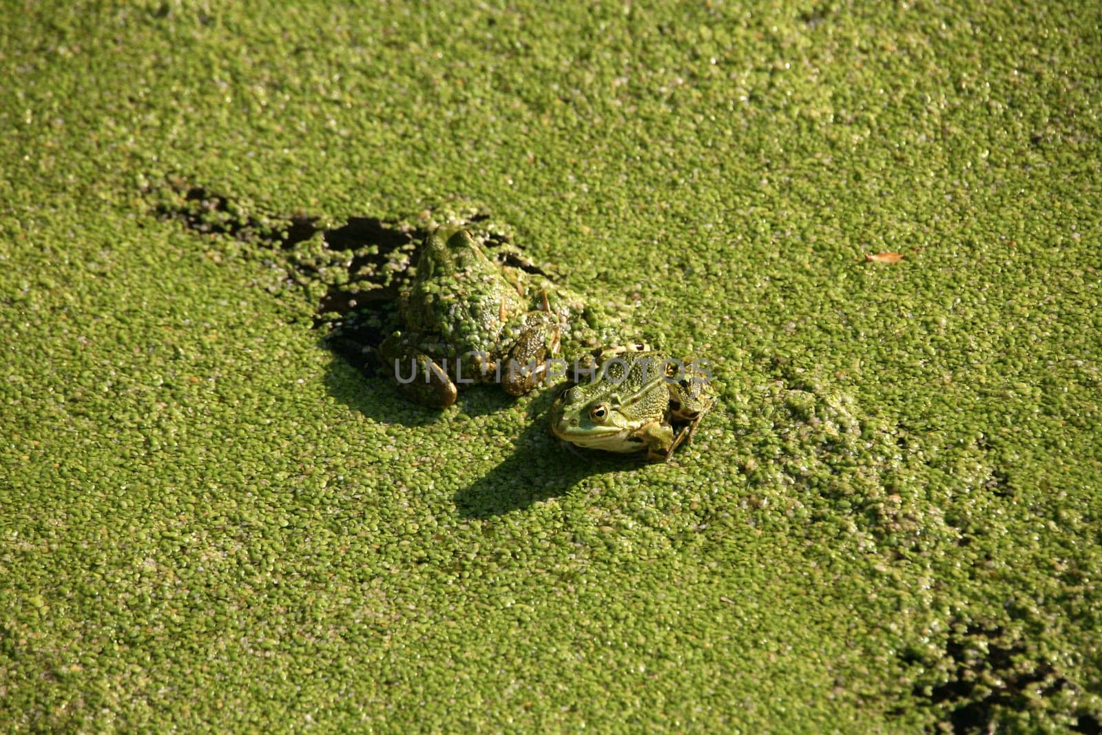 Water frogs on duckweed