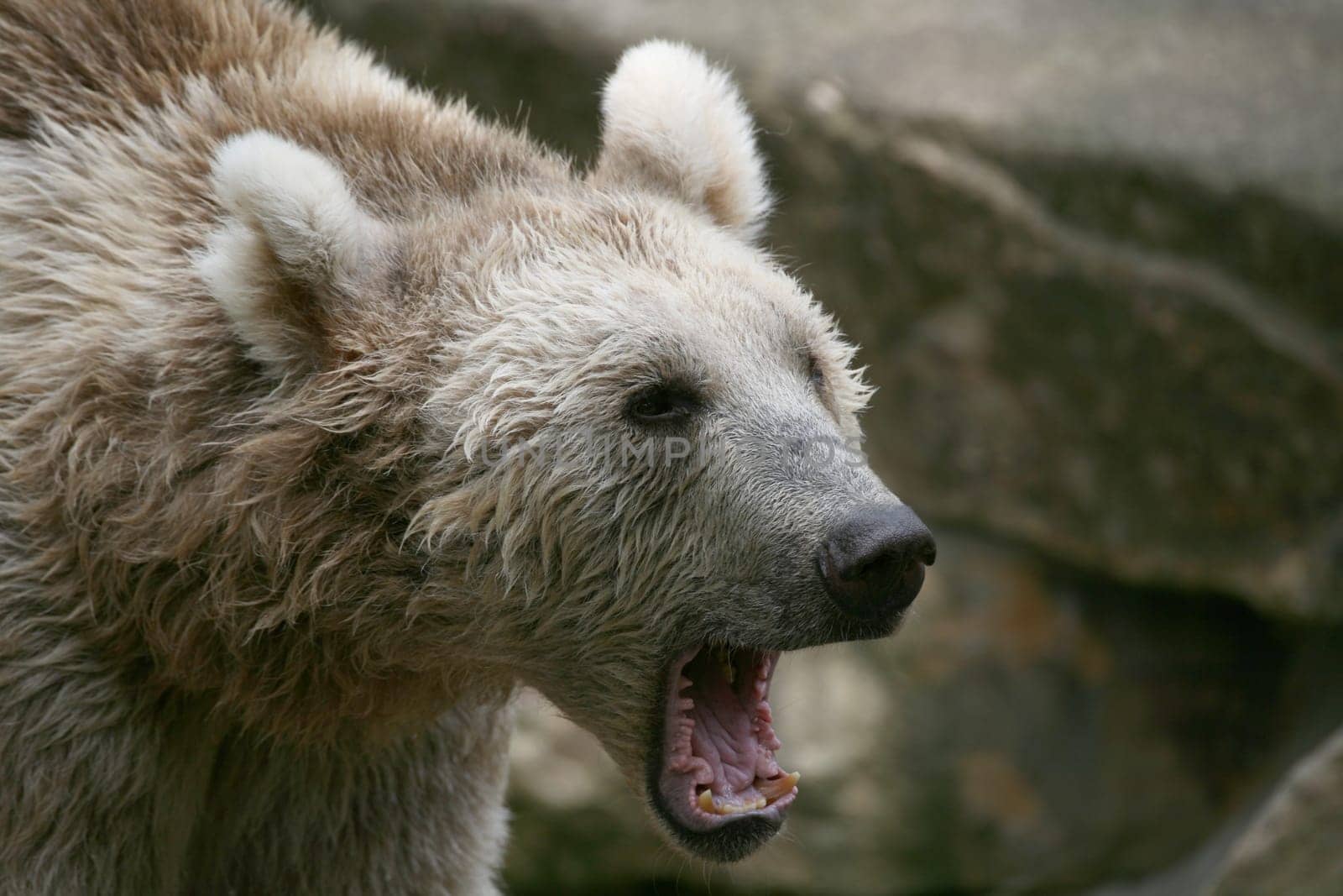 Syrian brown bear