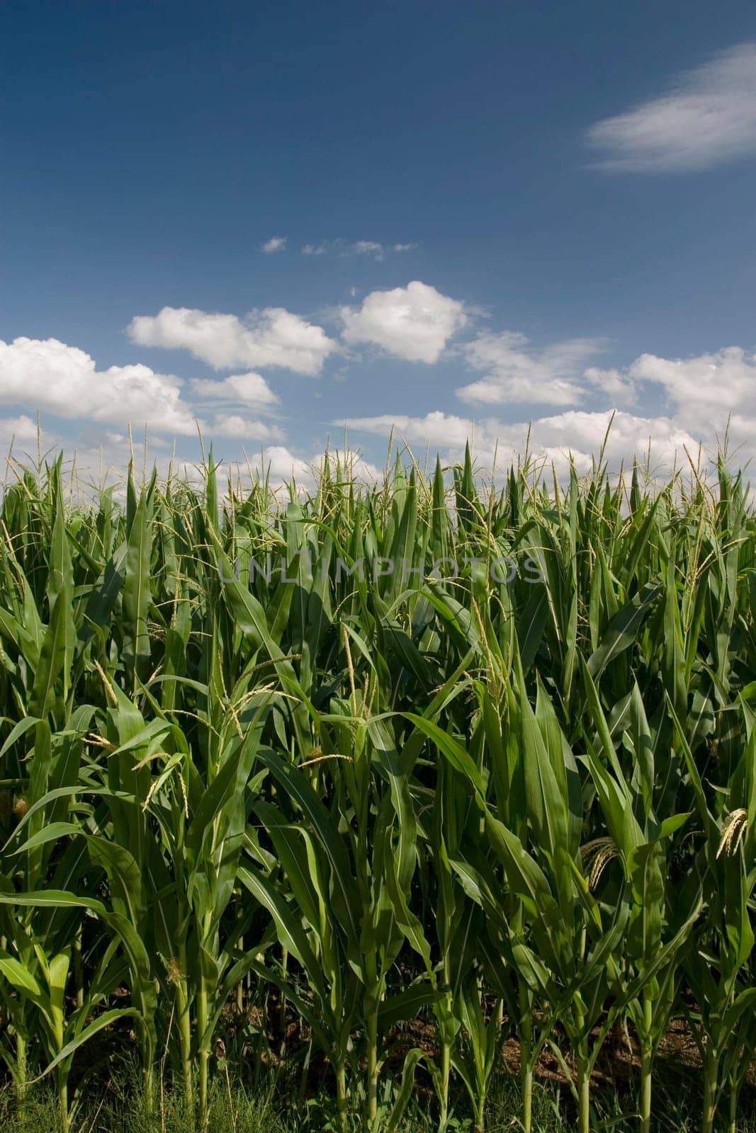 Cornfield