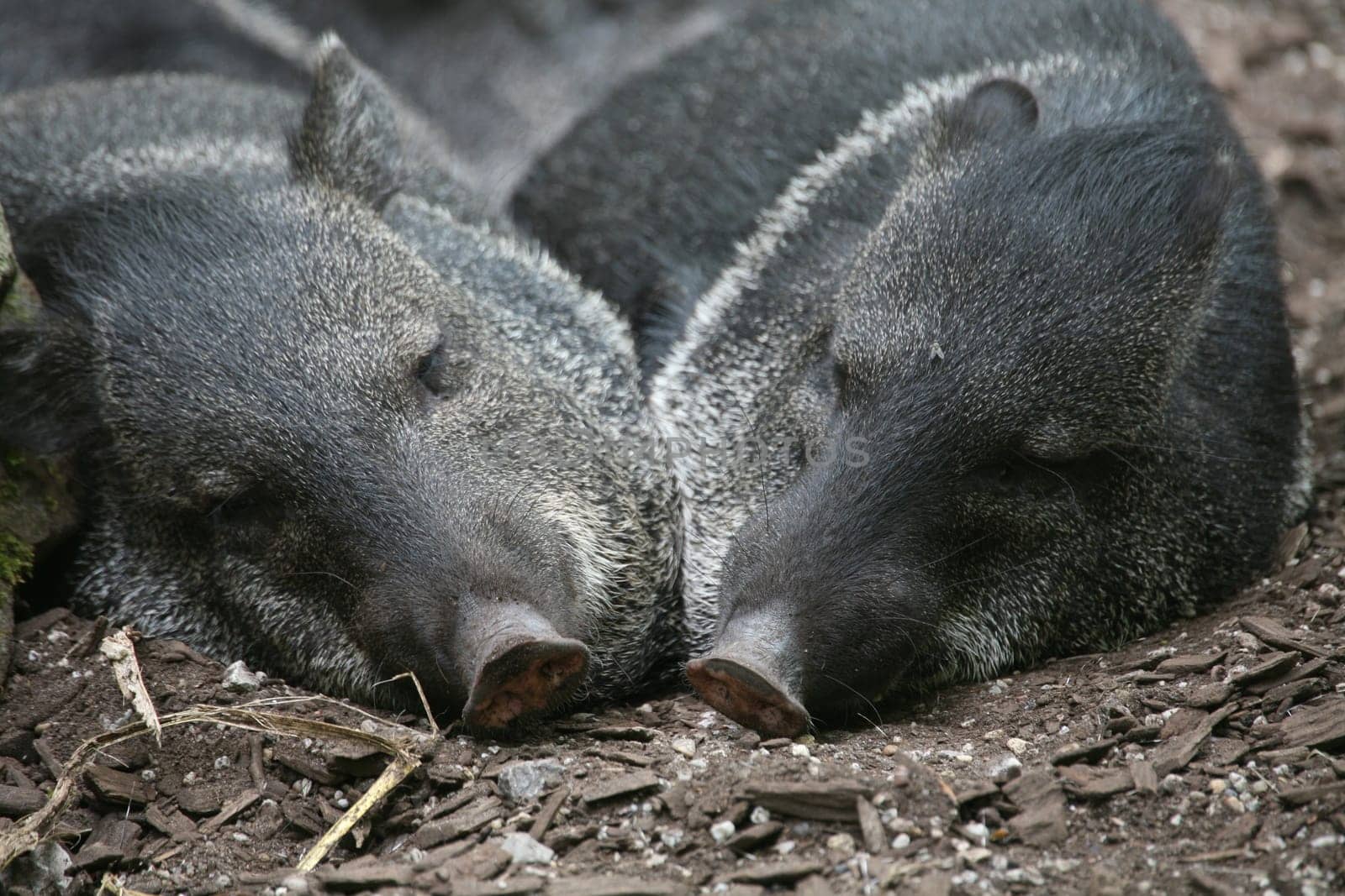 Two sleeping peccaries