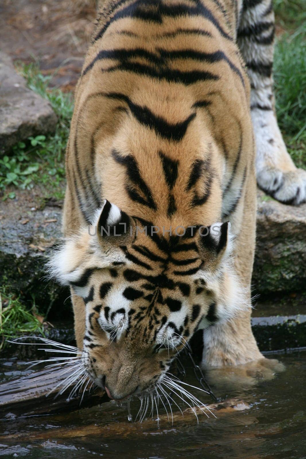 Siberian tiger