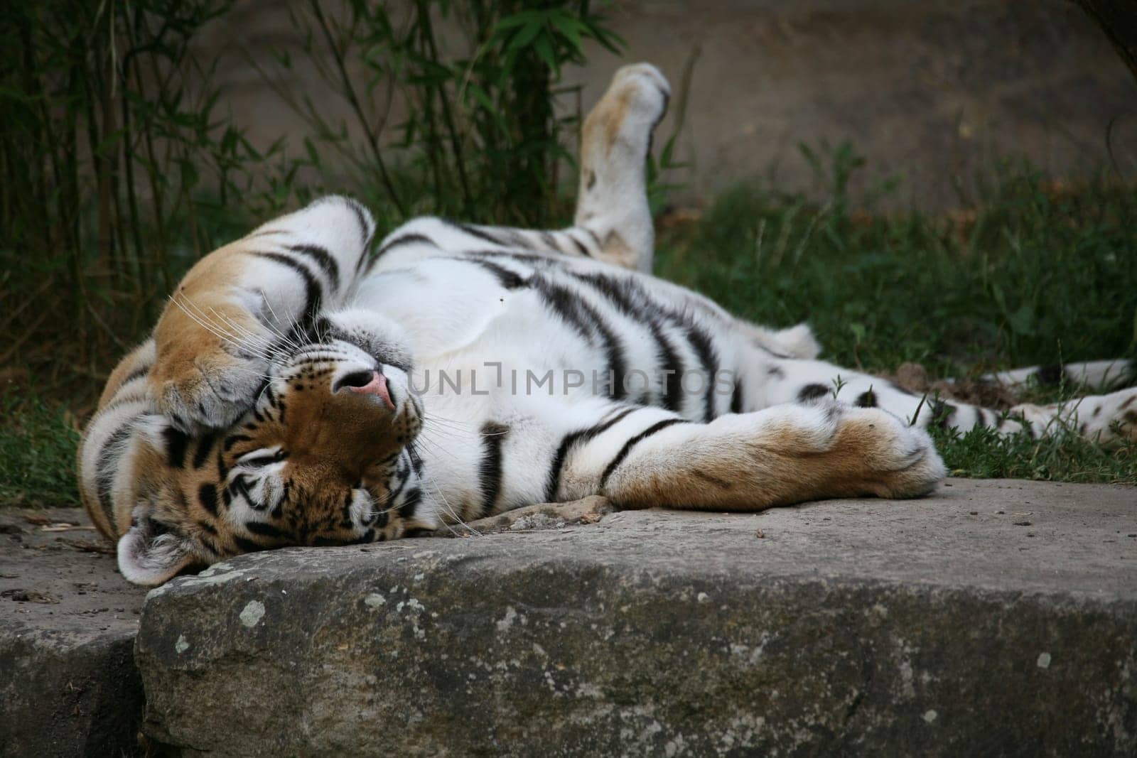 Siberian tiger