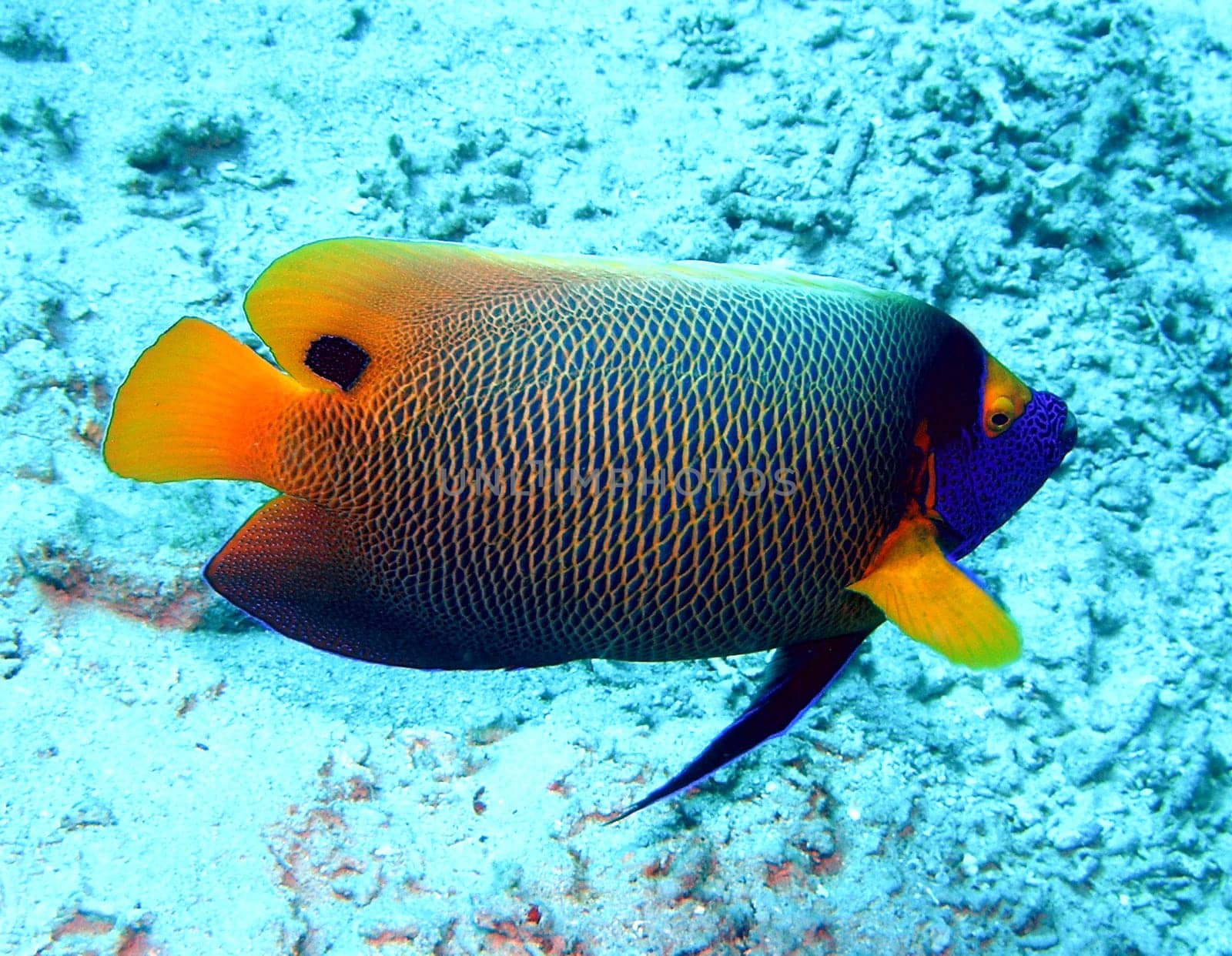 Beautiful fish against an unsightly background