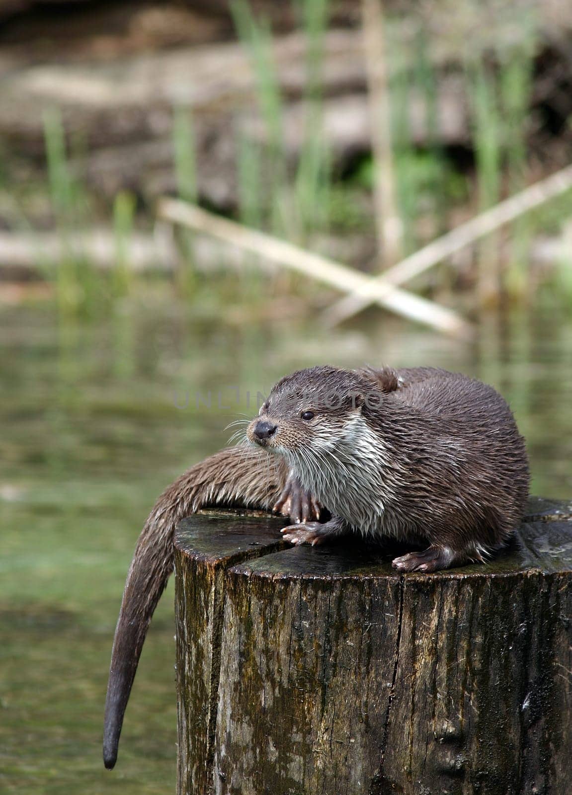 OtterII