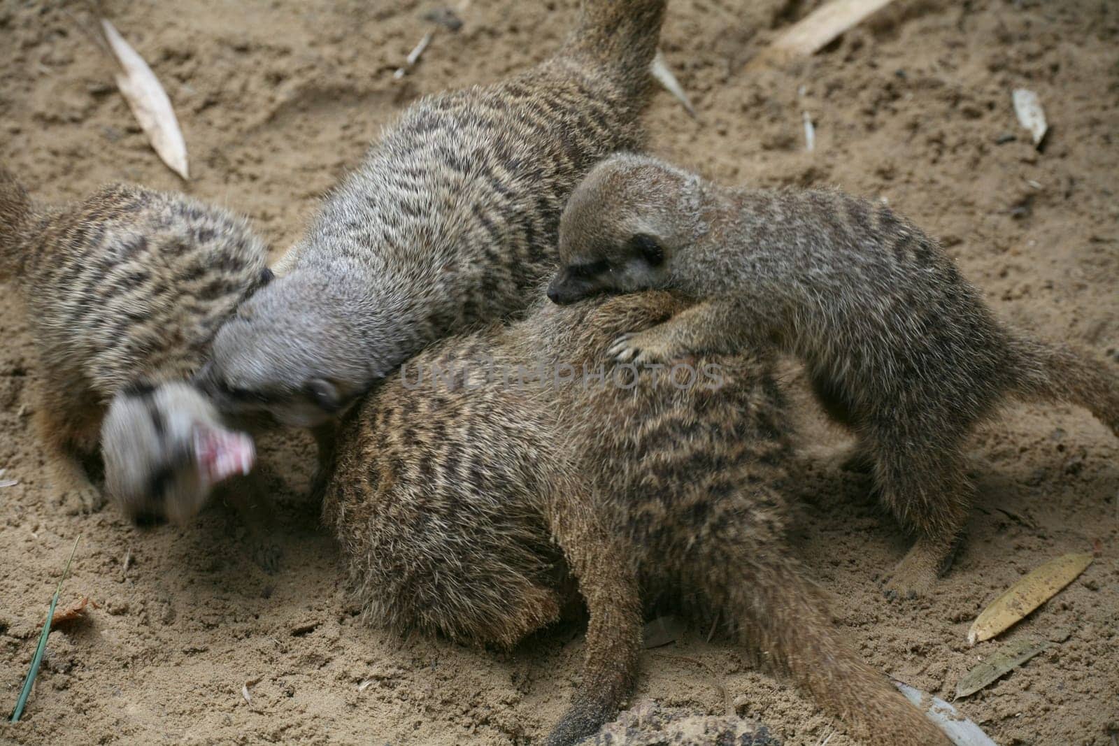 Meerkat swarm