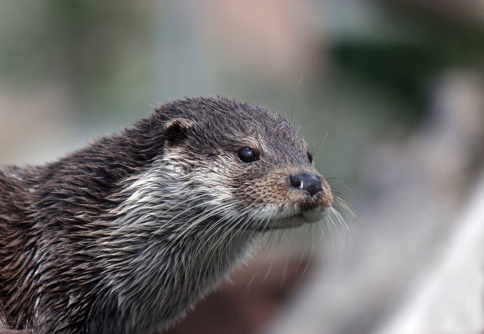 Eurasian river otter