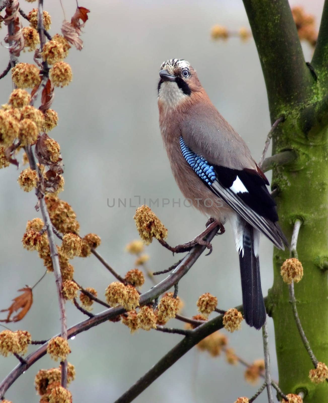 Jay