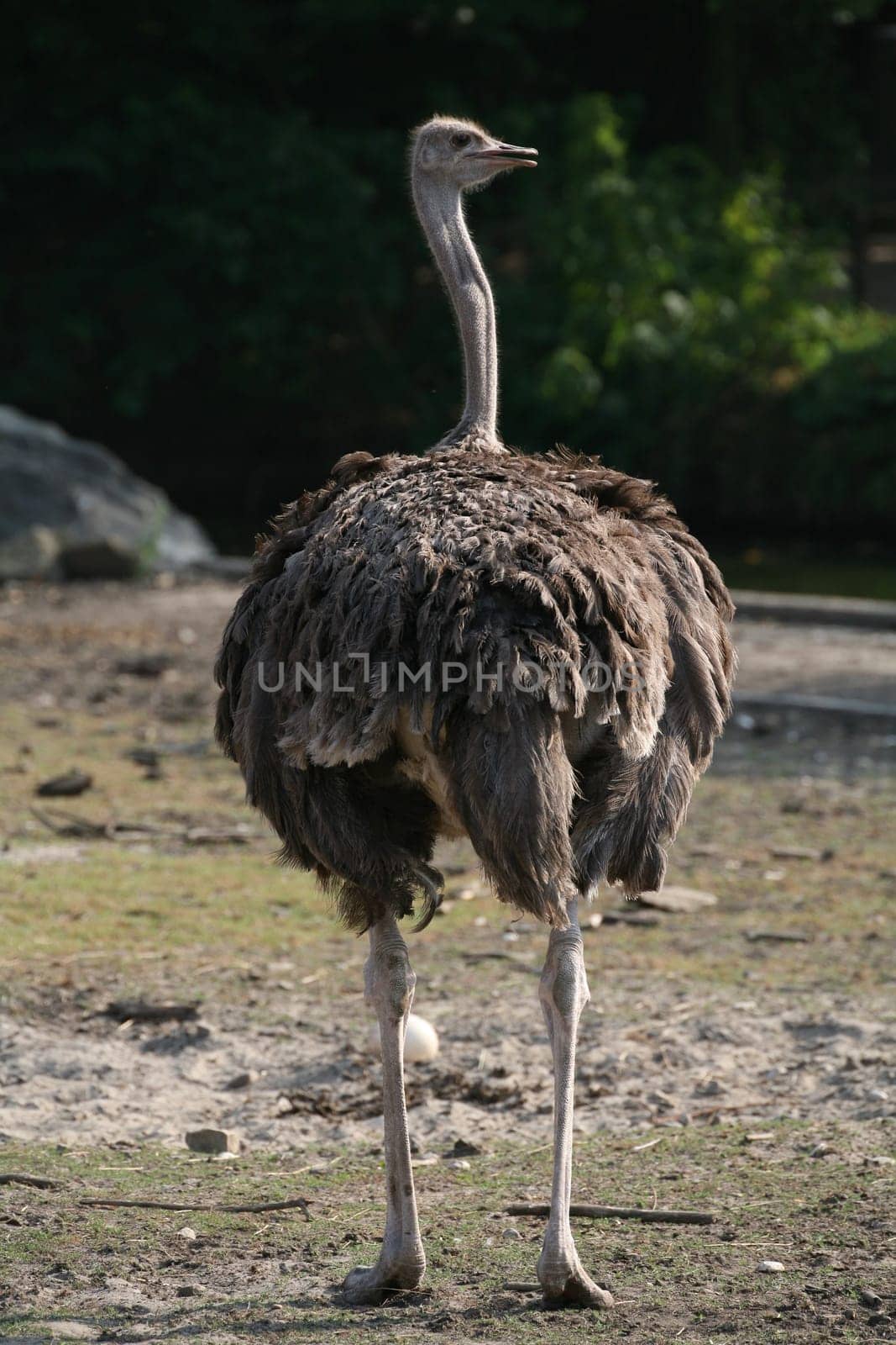 Ostrich