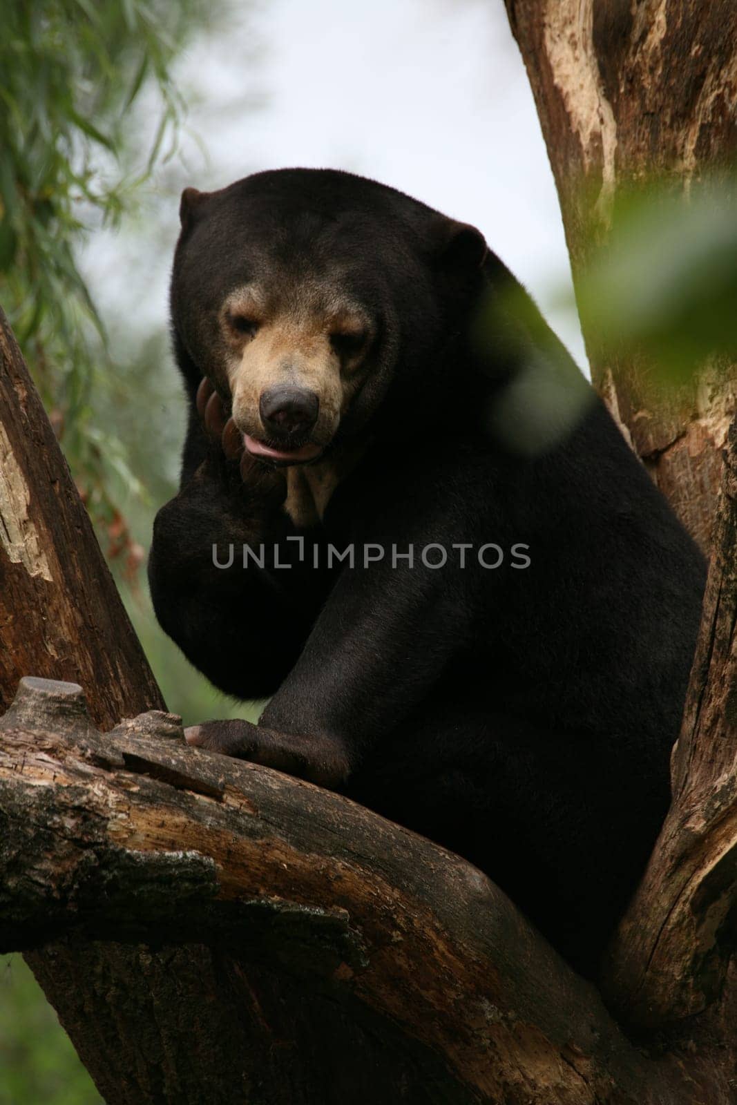 Bear in his climbing tree