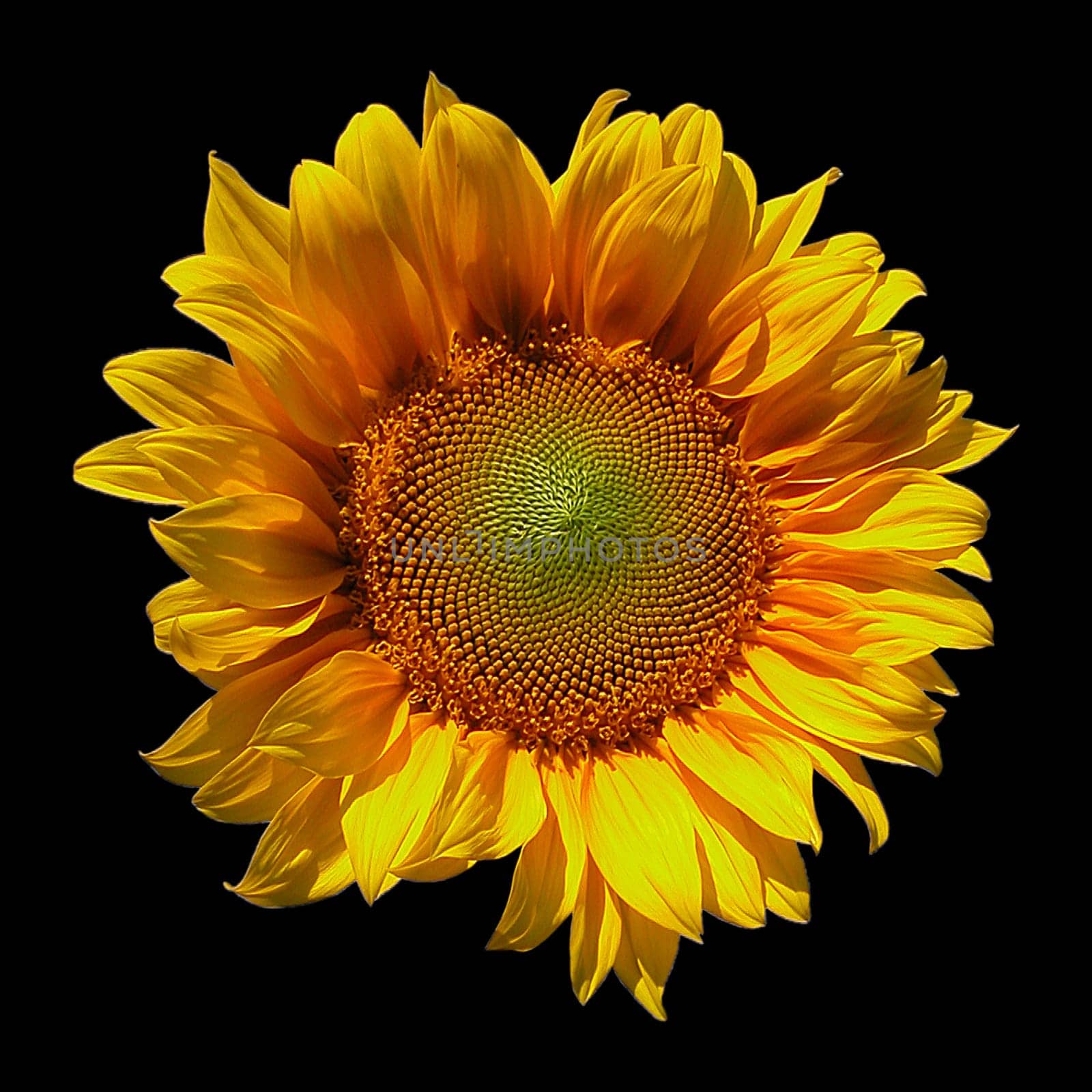 Flower of the Sun