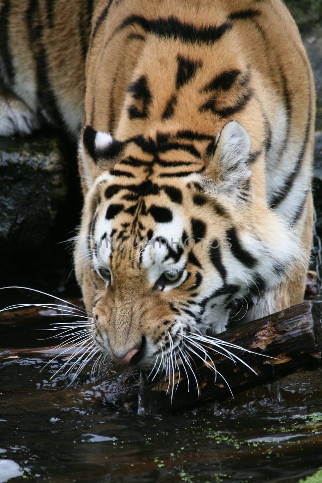 Siberian tiger