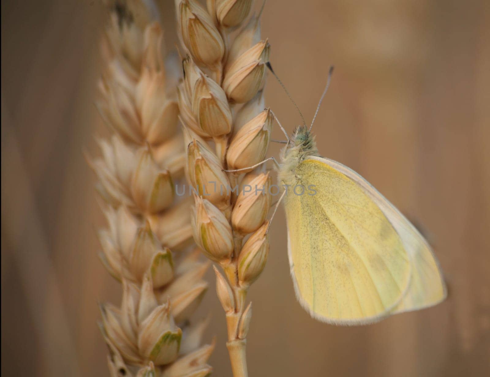 Small cabbage white on an ear of wheat